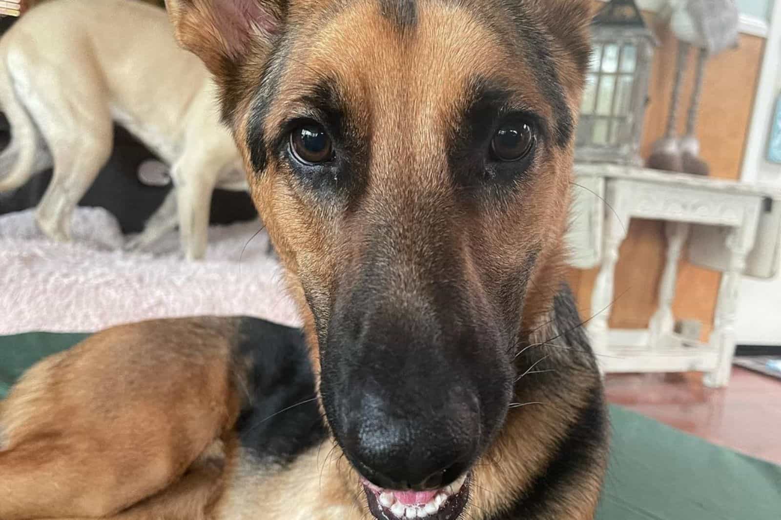 Roo, The Disabled GSD, Has Found A Friend Who Understands Him