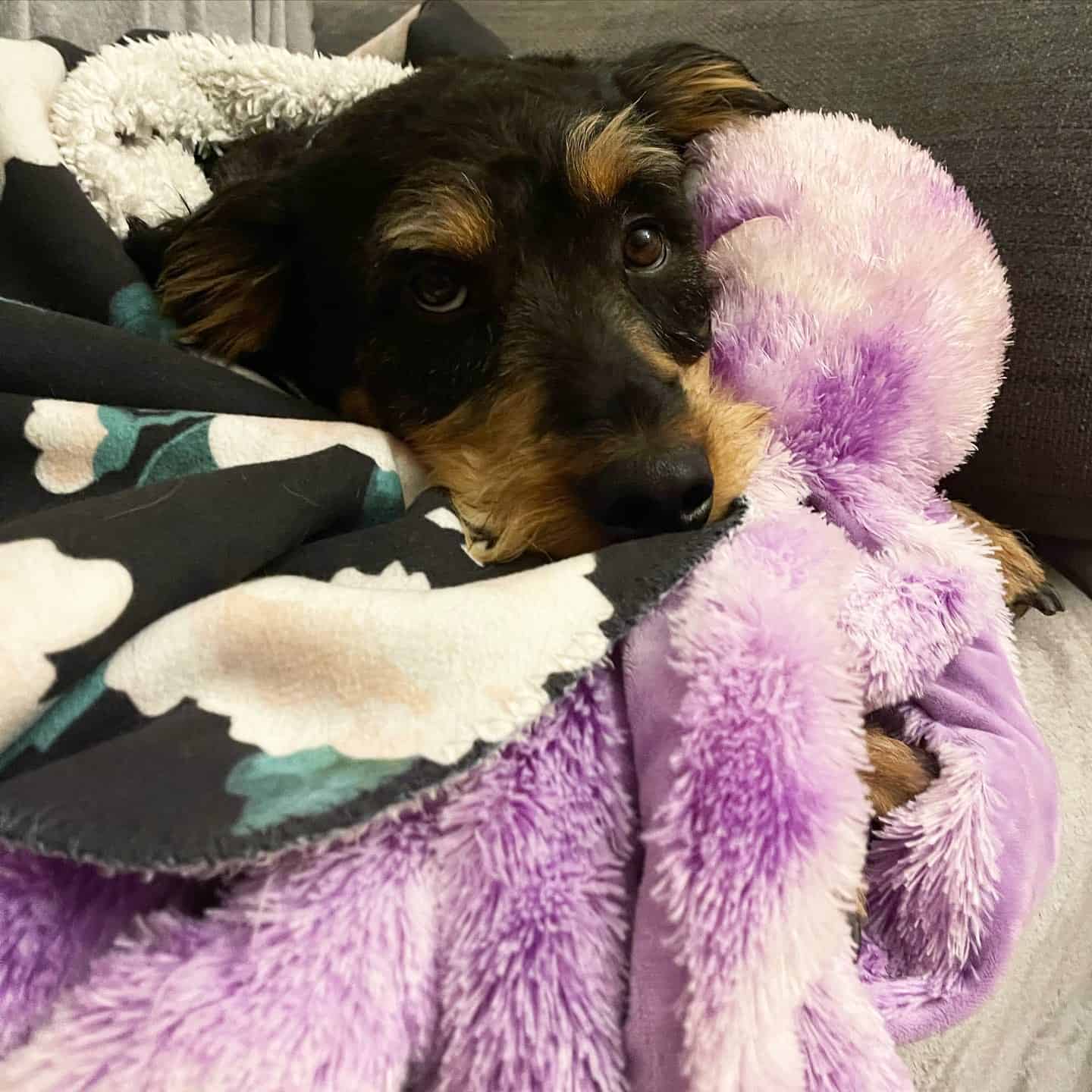 rottie doodle puppy laying on the blanket