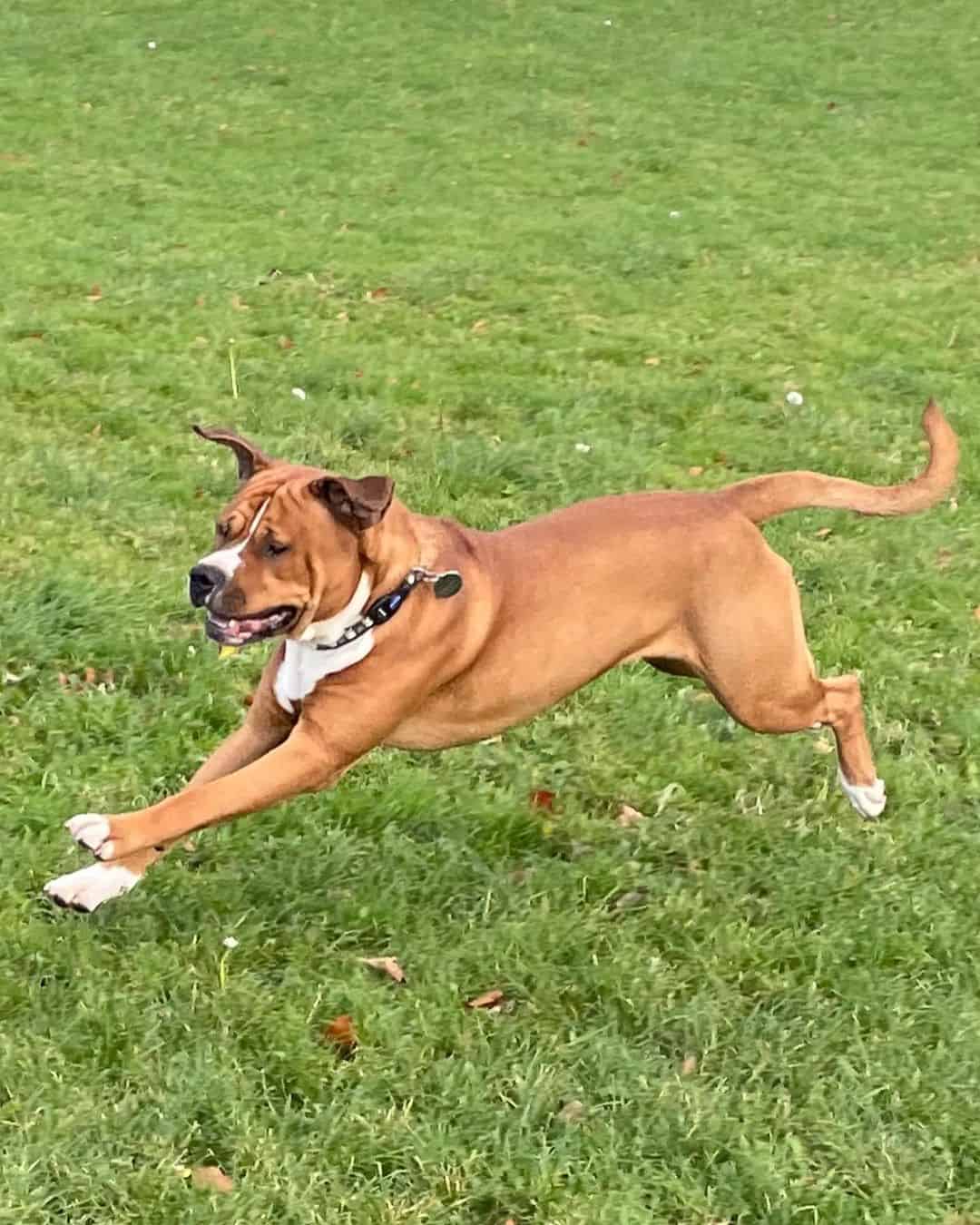 rottweiler american bulldog mix