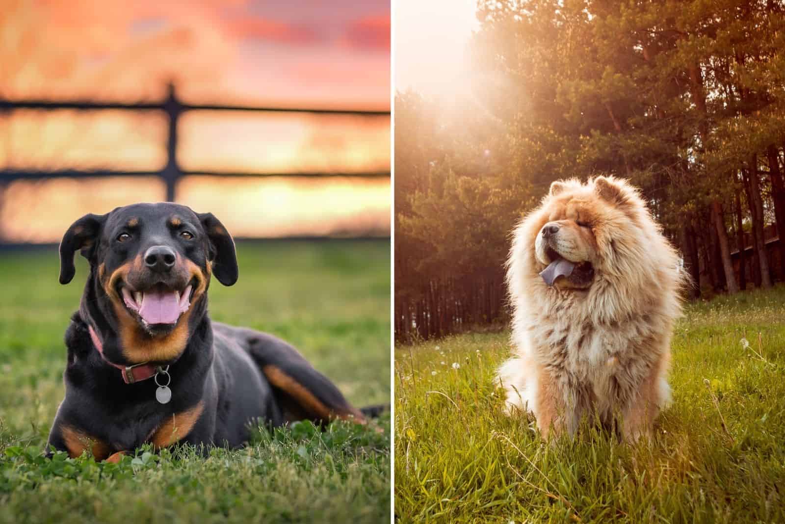 Rottweiler and Chow Chow