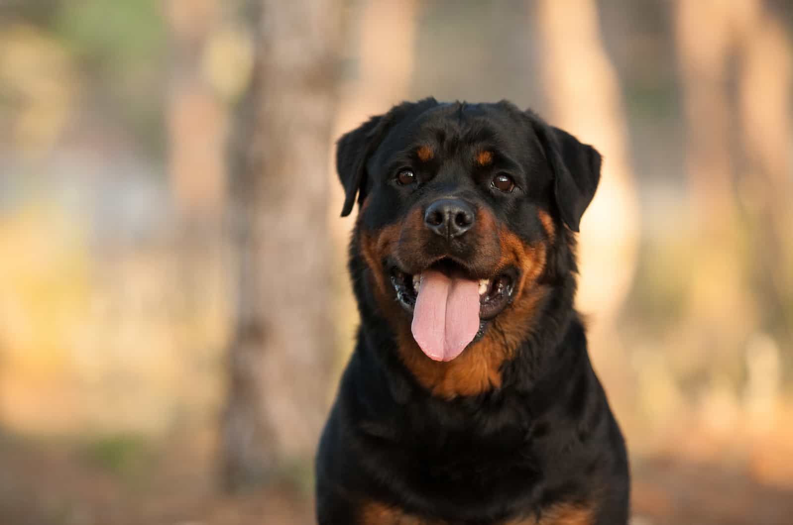 10 Rottweiler Breeders And How To Choose The Best One