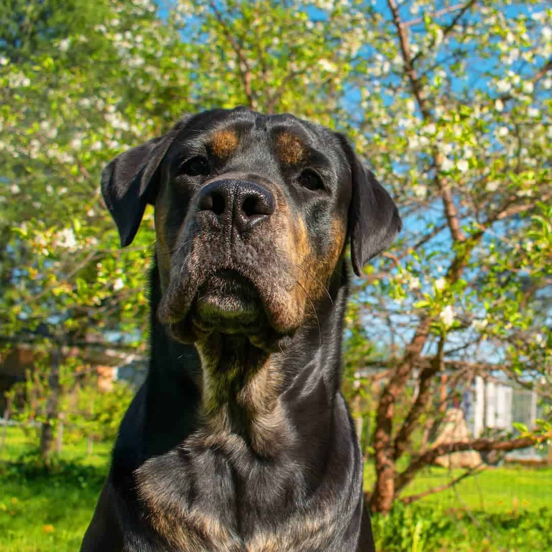 Rottweiler Bullmastiff Mix dog