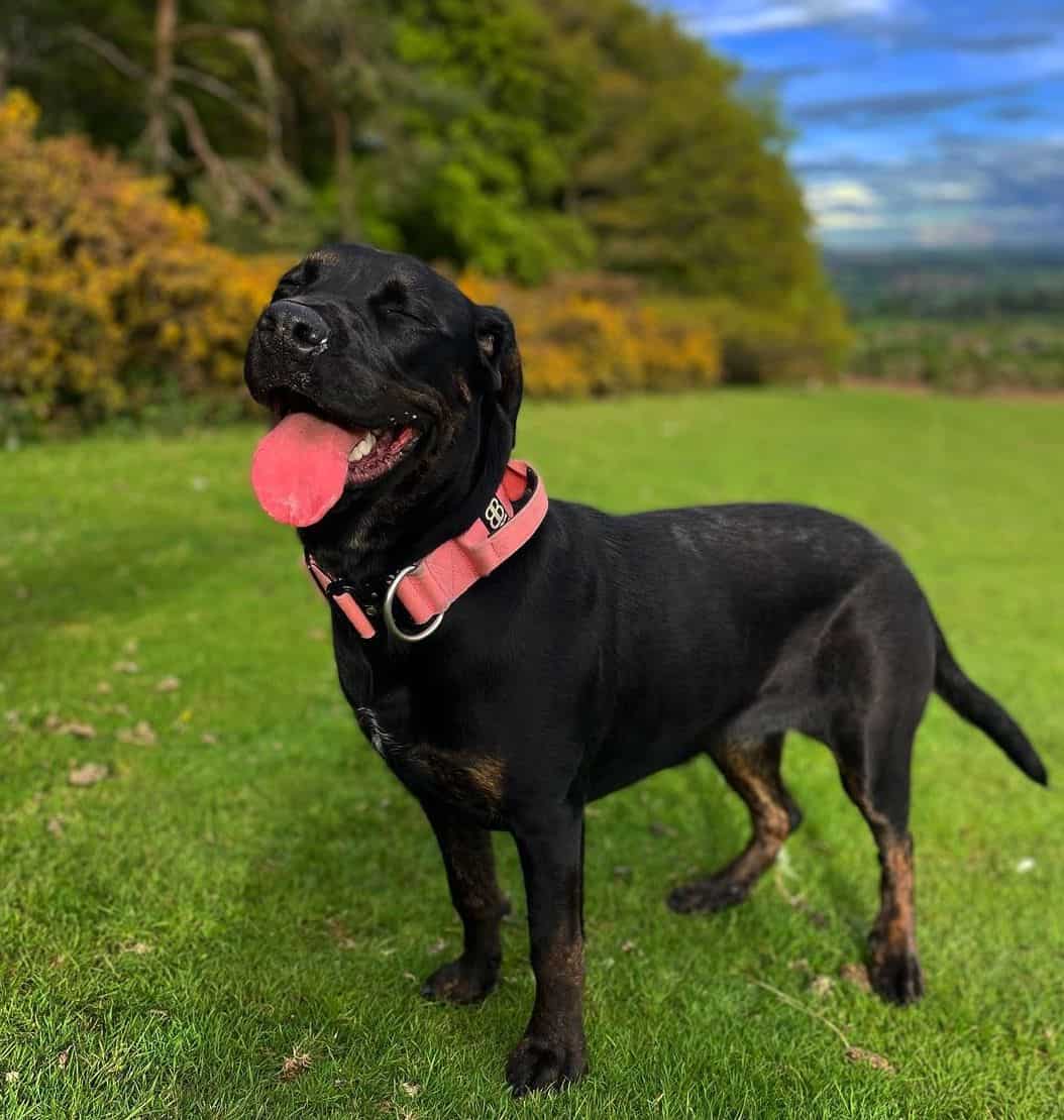 rottweiler cane corso mix dog