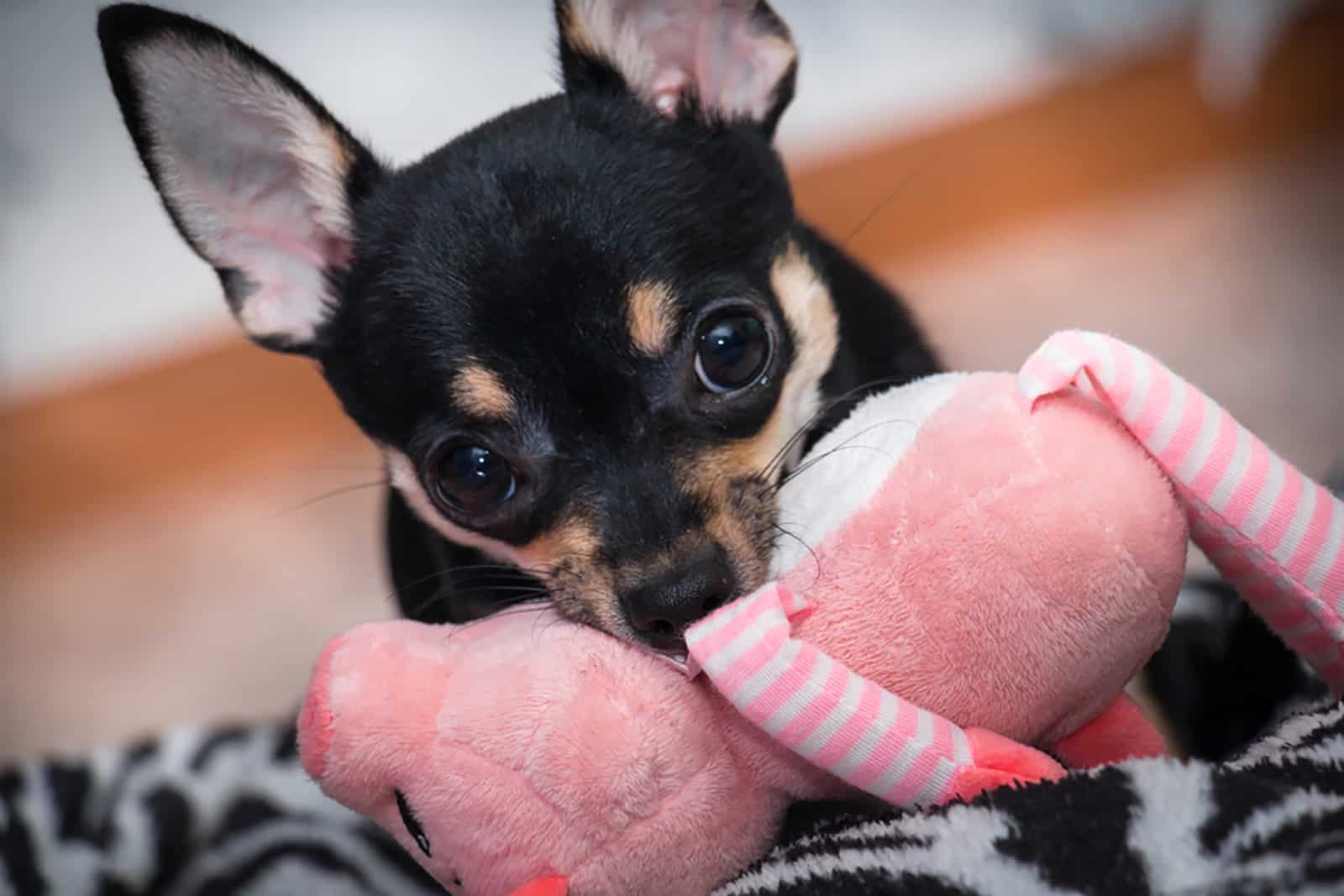 Rottweiler Chihuahua Mix: A Gentle Giant Or A Bold Minnie?