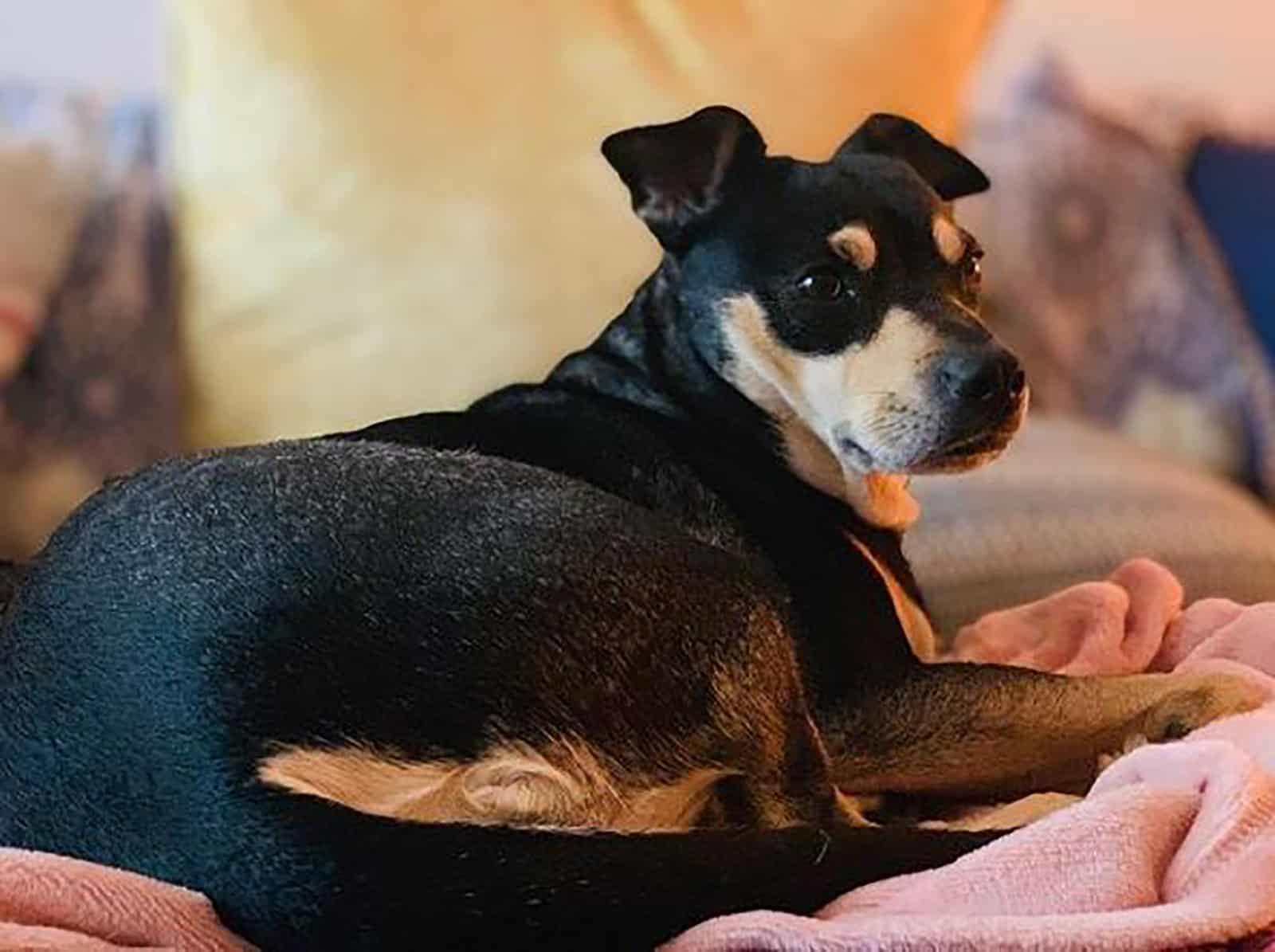 rottweiler chihuahua mix dog lying on the couch