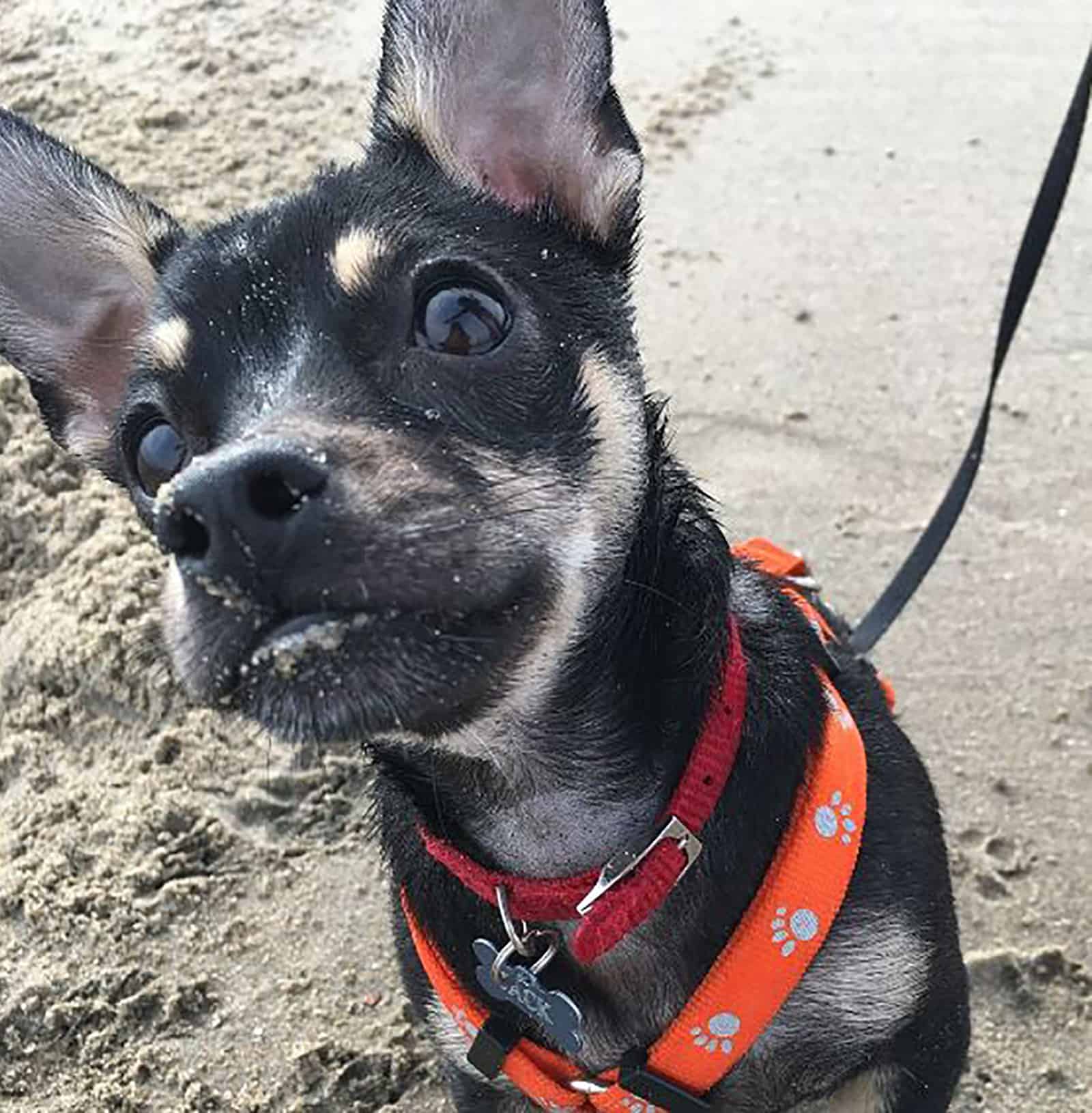 rottweiler chihuahua mix dog on the beach looking into camera