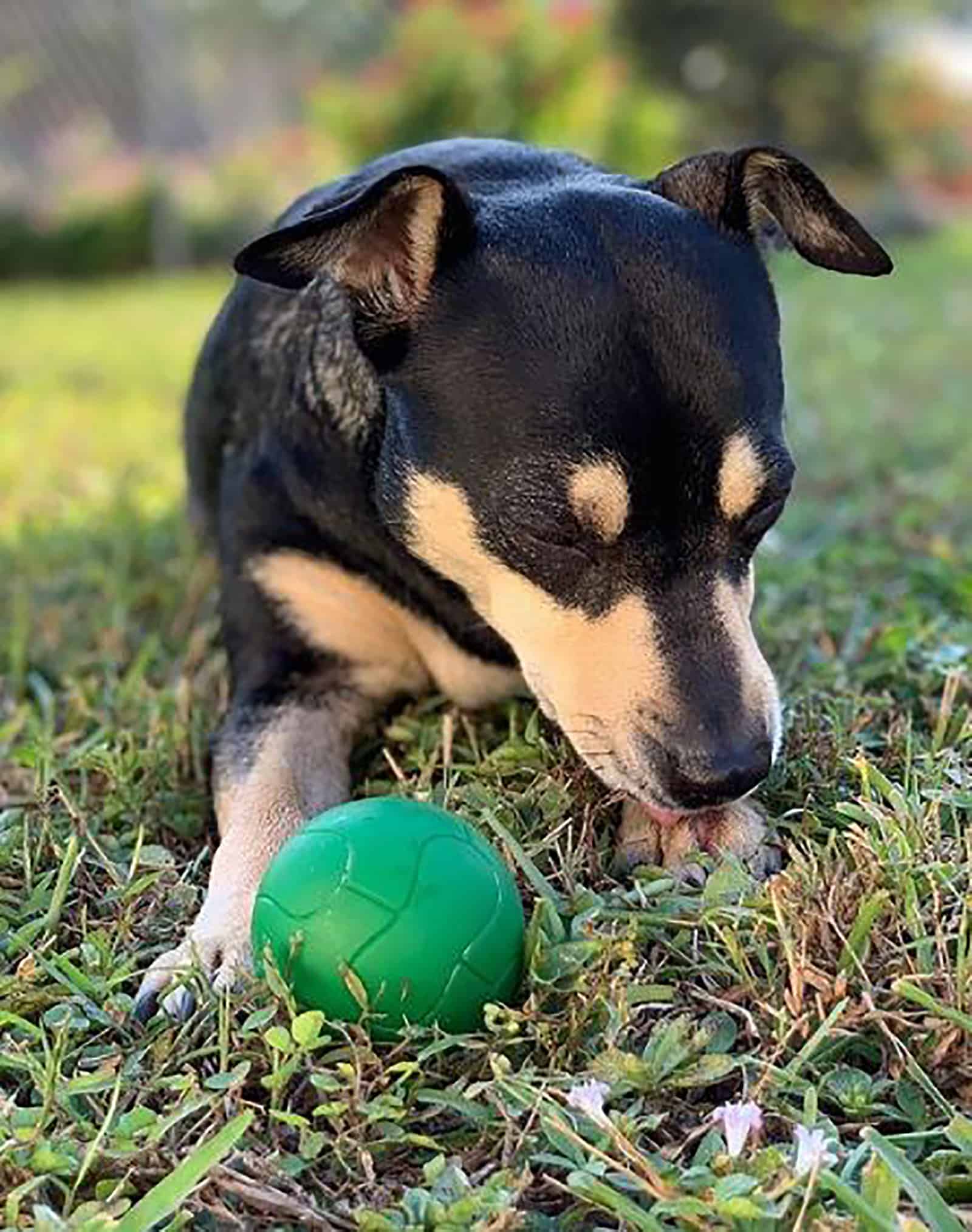 rottweiler chihuahua mix dog playing with a ball in the park