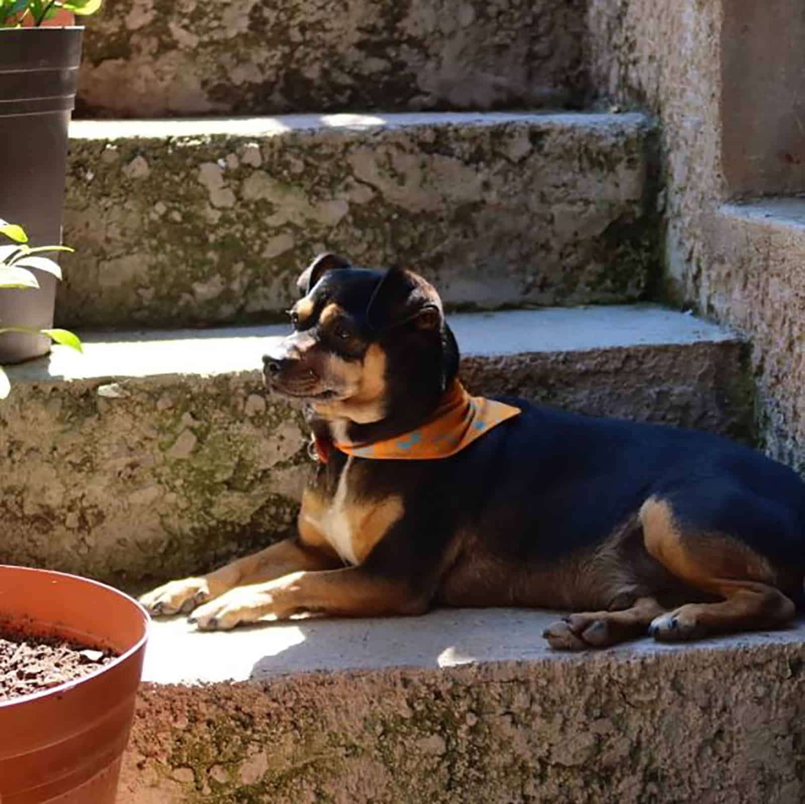 rottweiler chihuahua mix dog relaxing on the staris