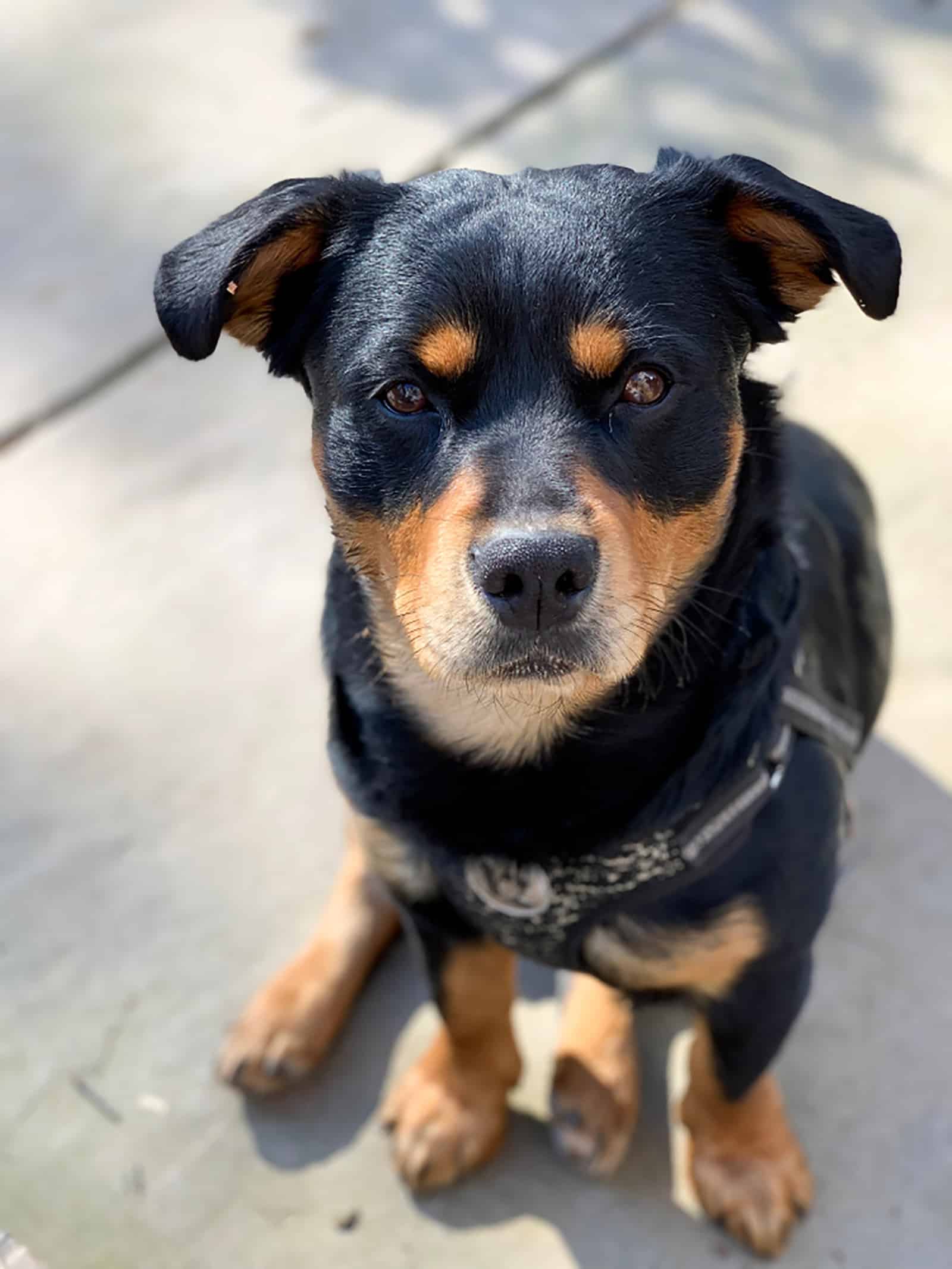 rottweiler chihuahua mix sitting on the sidewalk