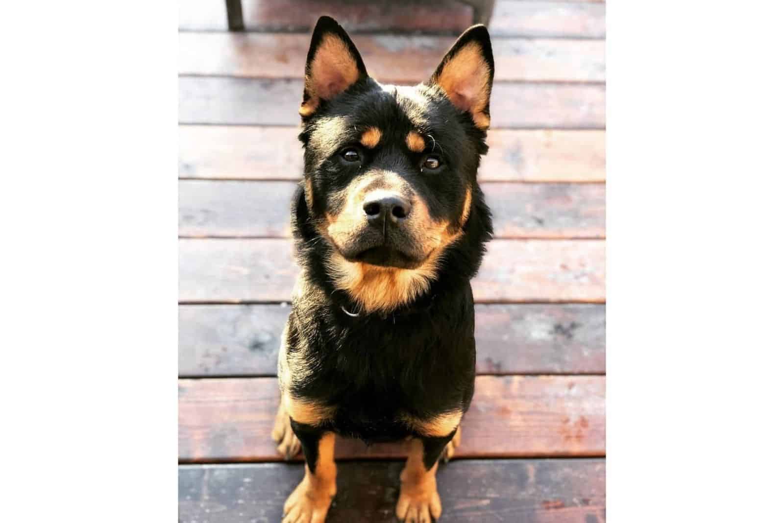 Rottweiler Chow Chow Mix