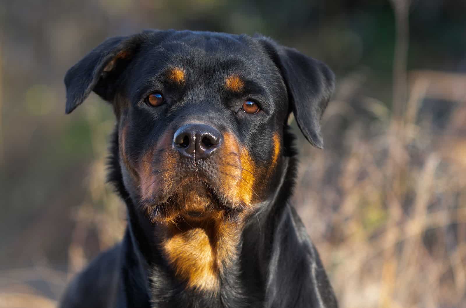 rottweiler close-up