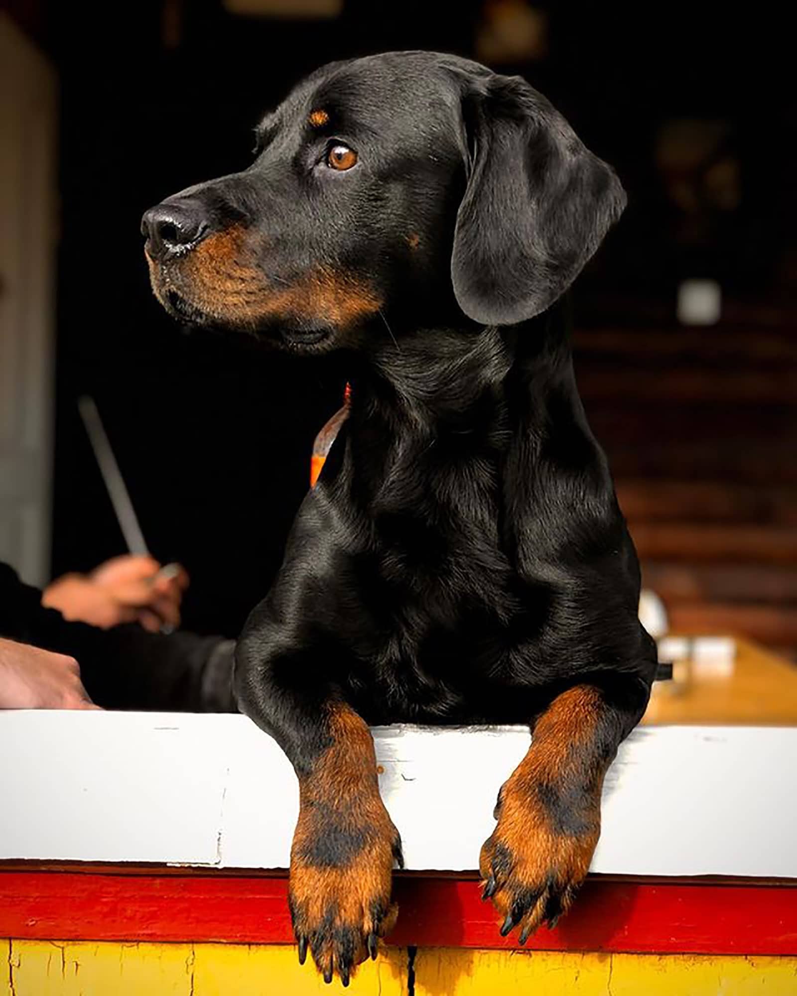 rottweiler dachshund mix looking through window