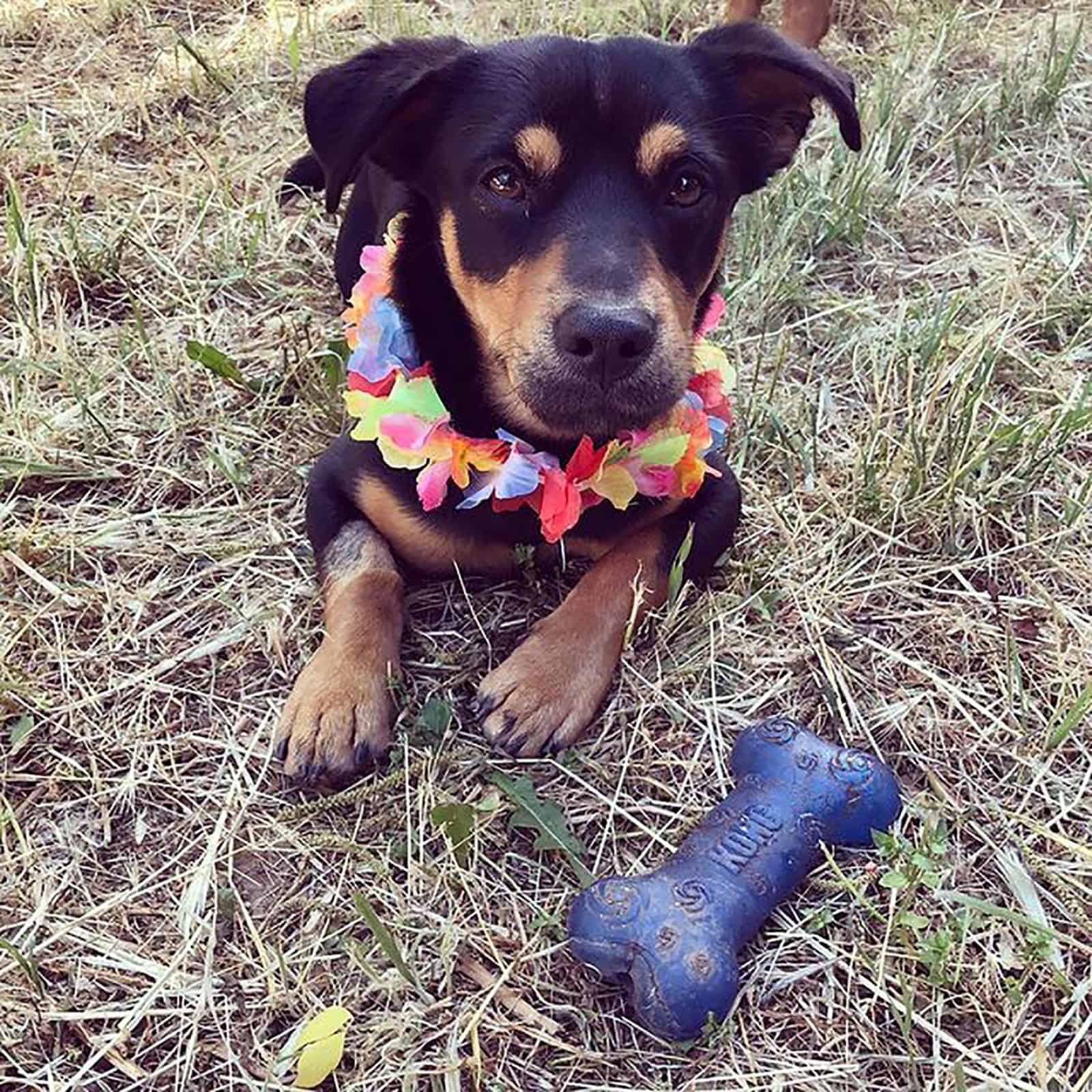 rottweiler dachshund playing with a toy in the yard