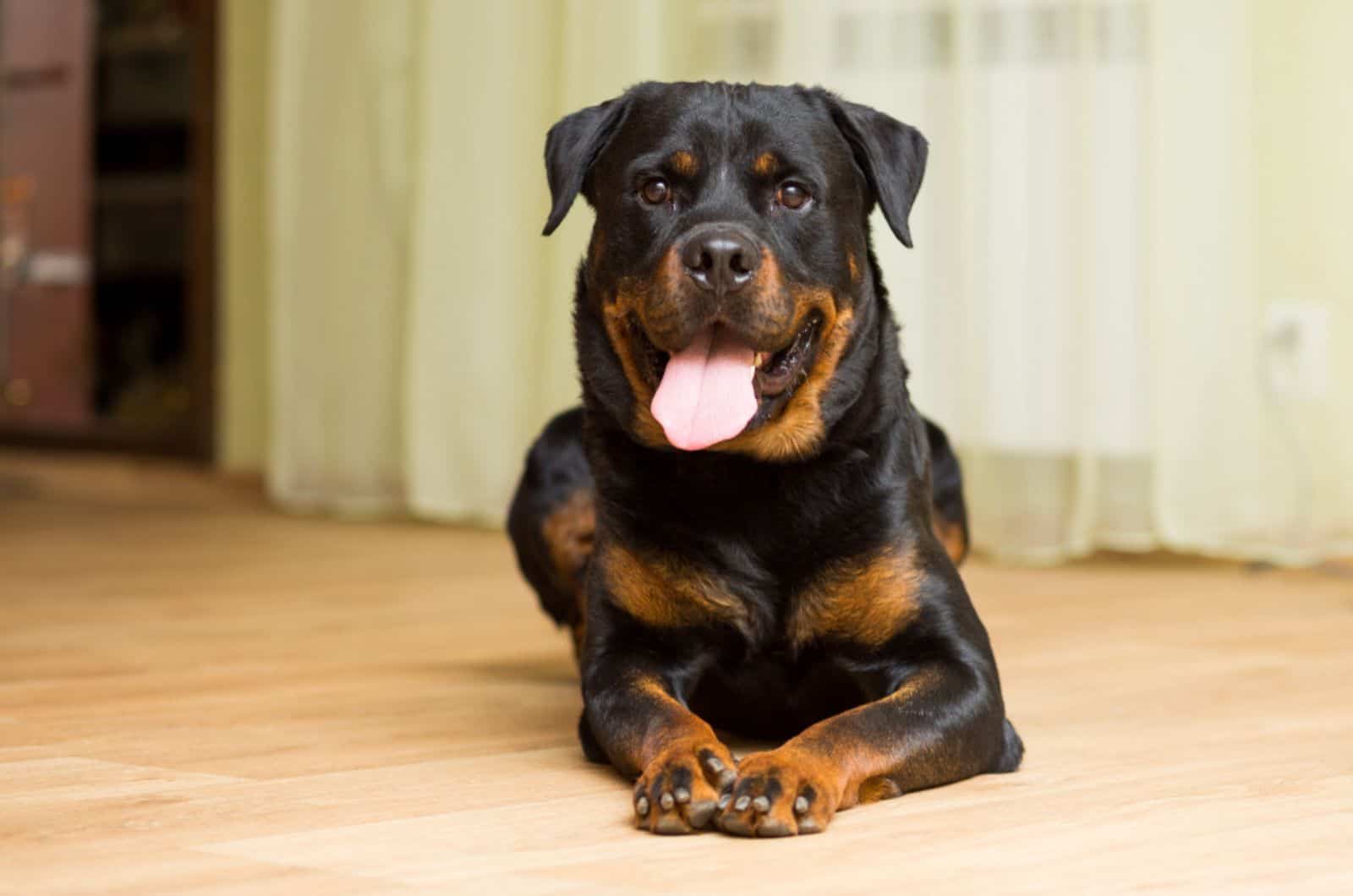 rottweiler dog lying on the floor