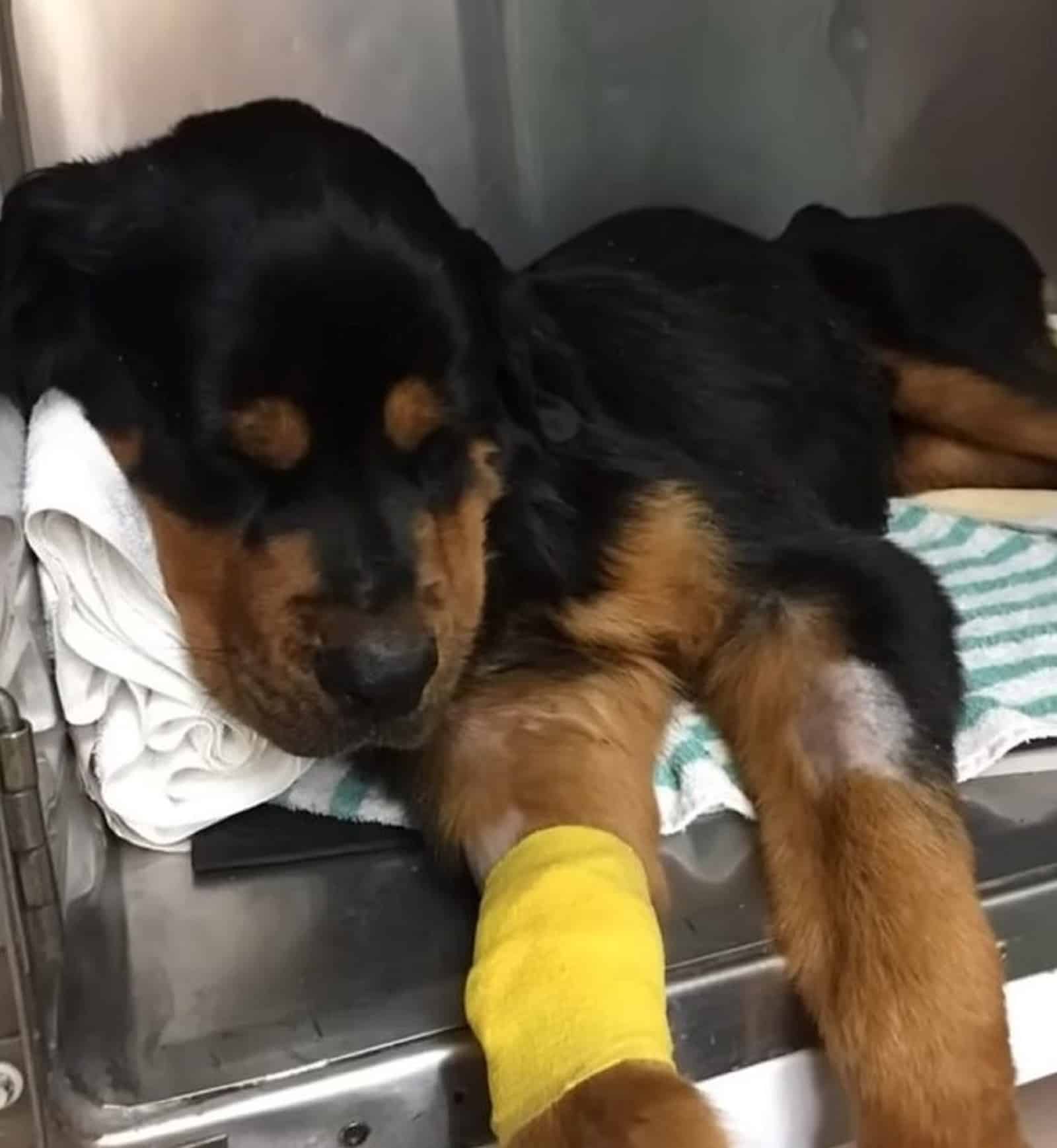 rottweiler dog with bandage on his leg