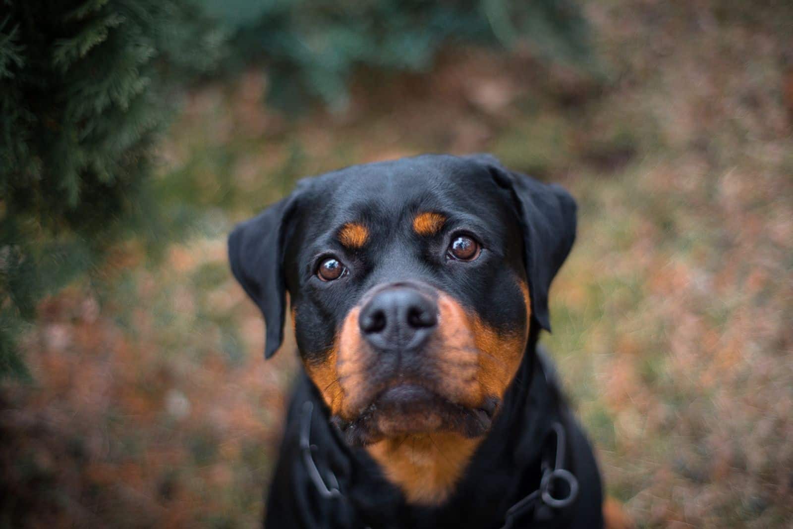 Rottweiler dog outdoor portrait sitting near thuja