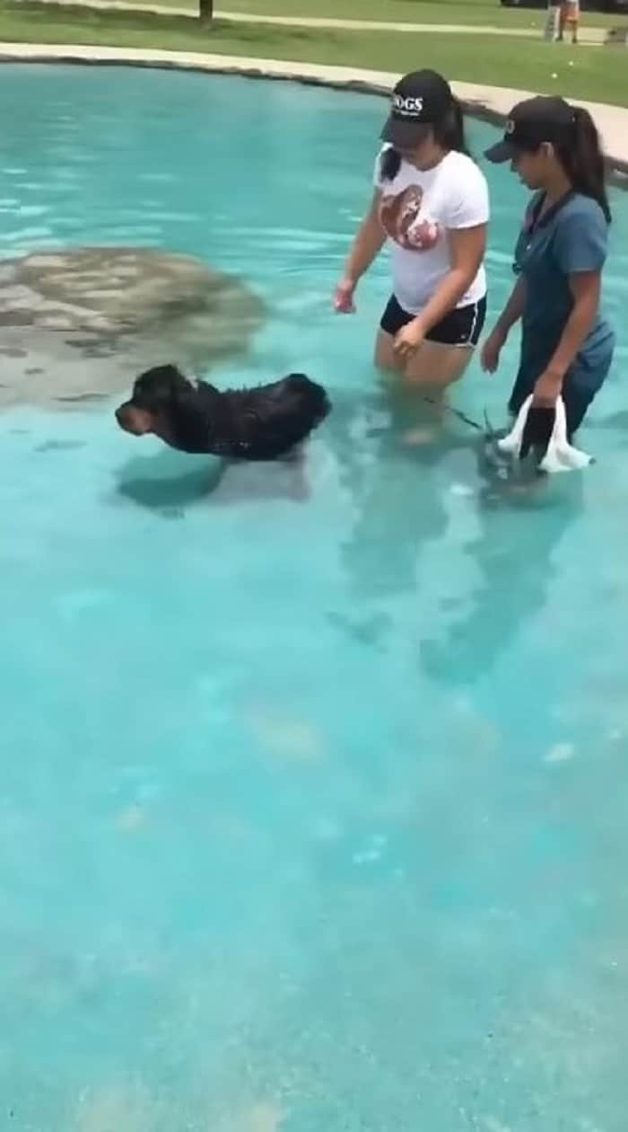 rottweiler dog swimming  in a pool