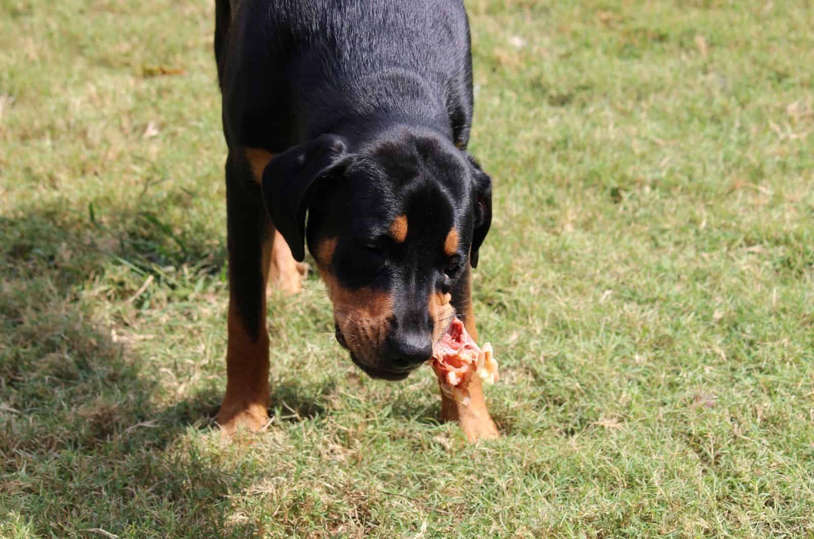 Rottweiler eating on grass