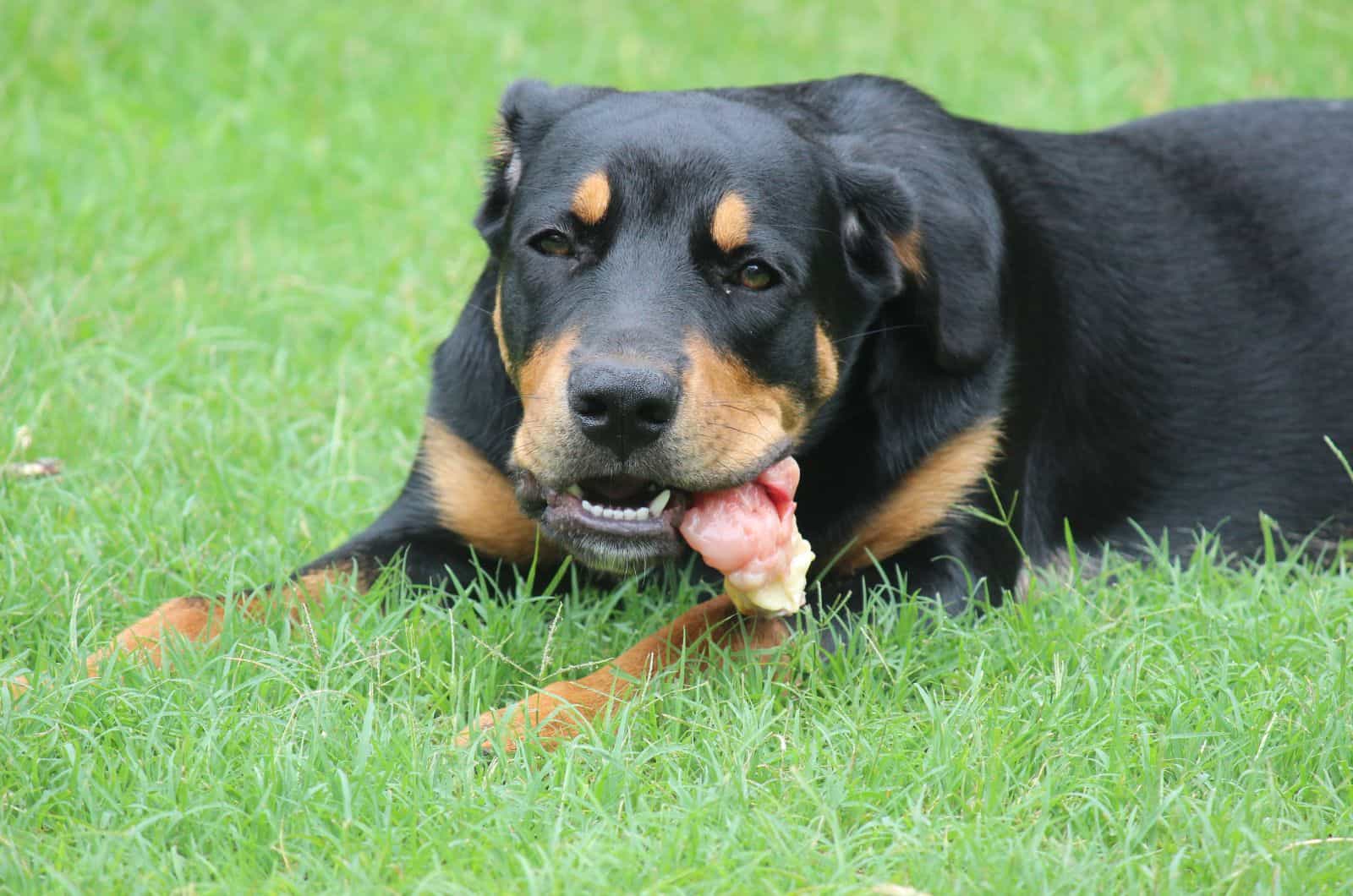 Rottweiler eating outside