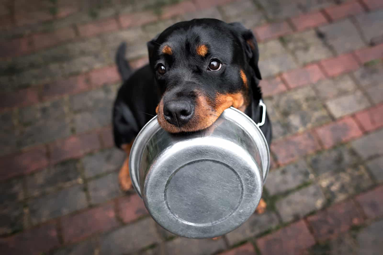 Rottweiler Feeding Chart: How Much Do These Dogs Eat?