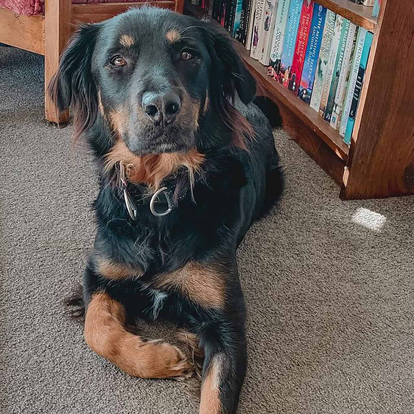 rottweiler golden retriever mix lying on the carpet