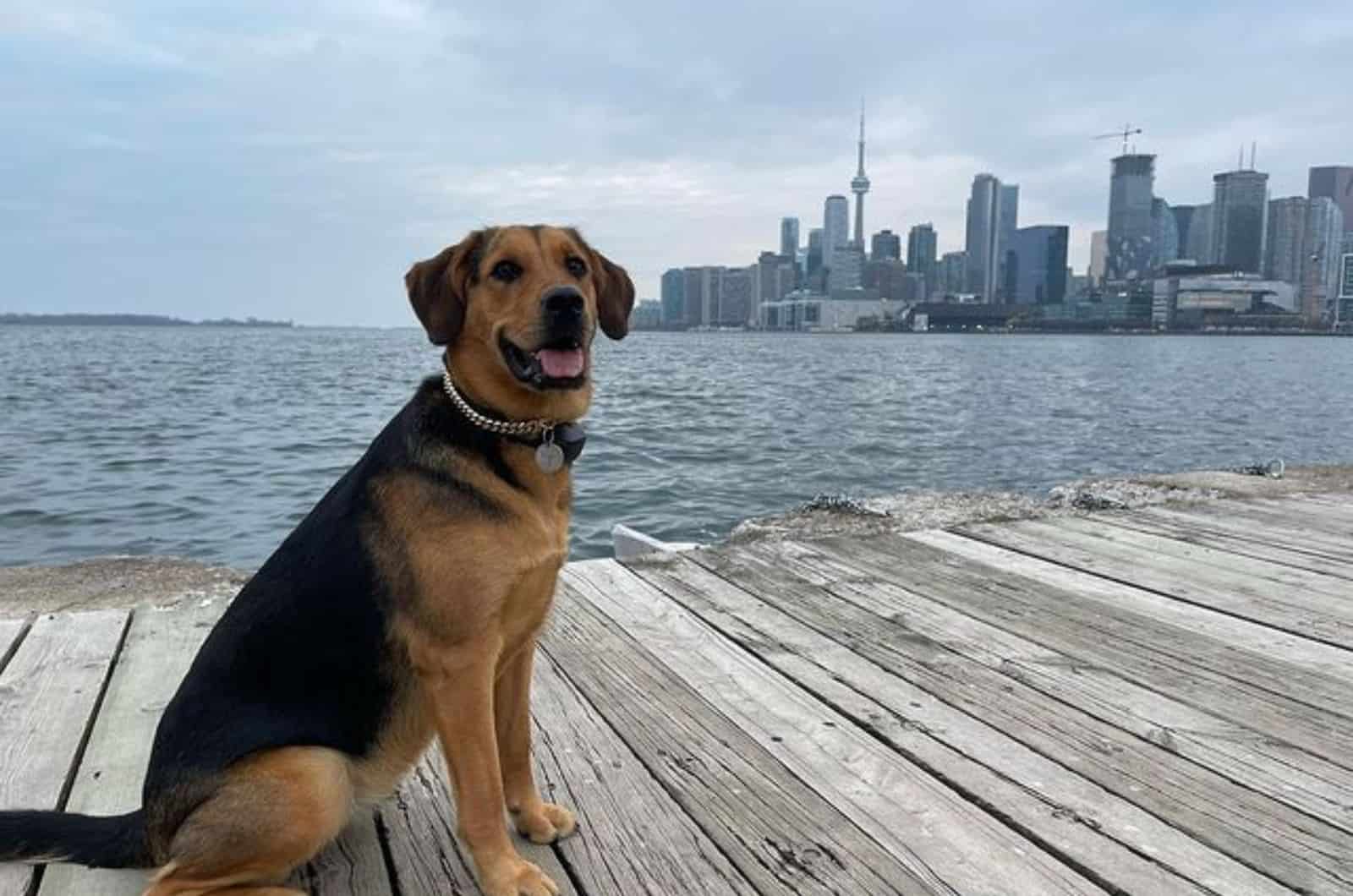 rottweiler golden retriever sitting on the dock near the water