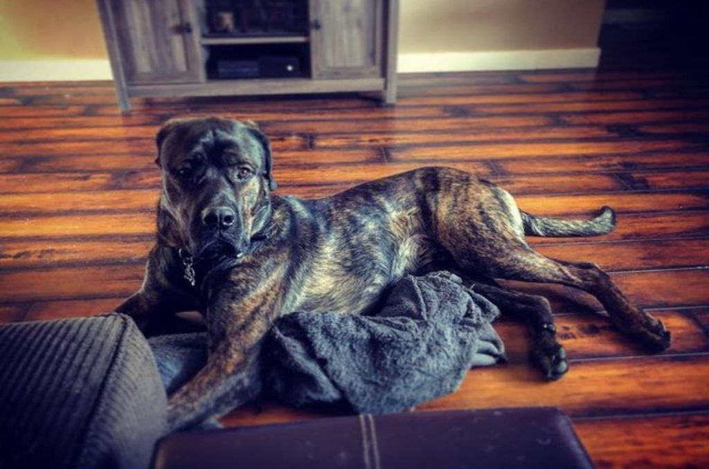 rottweiler mastiff dog lying on the floor