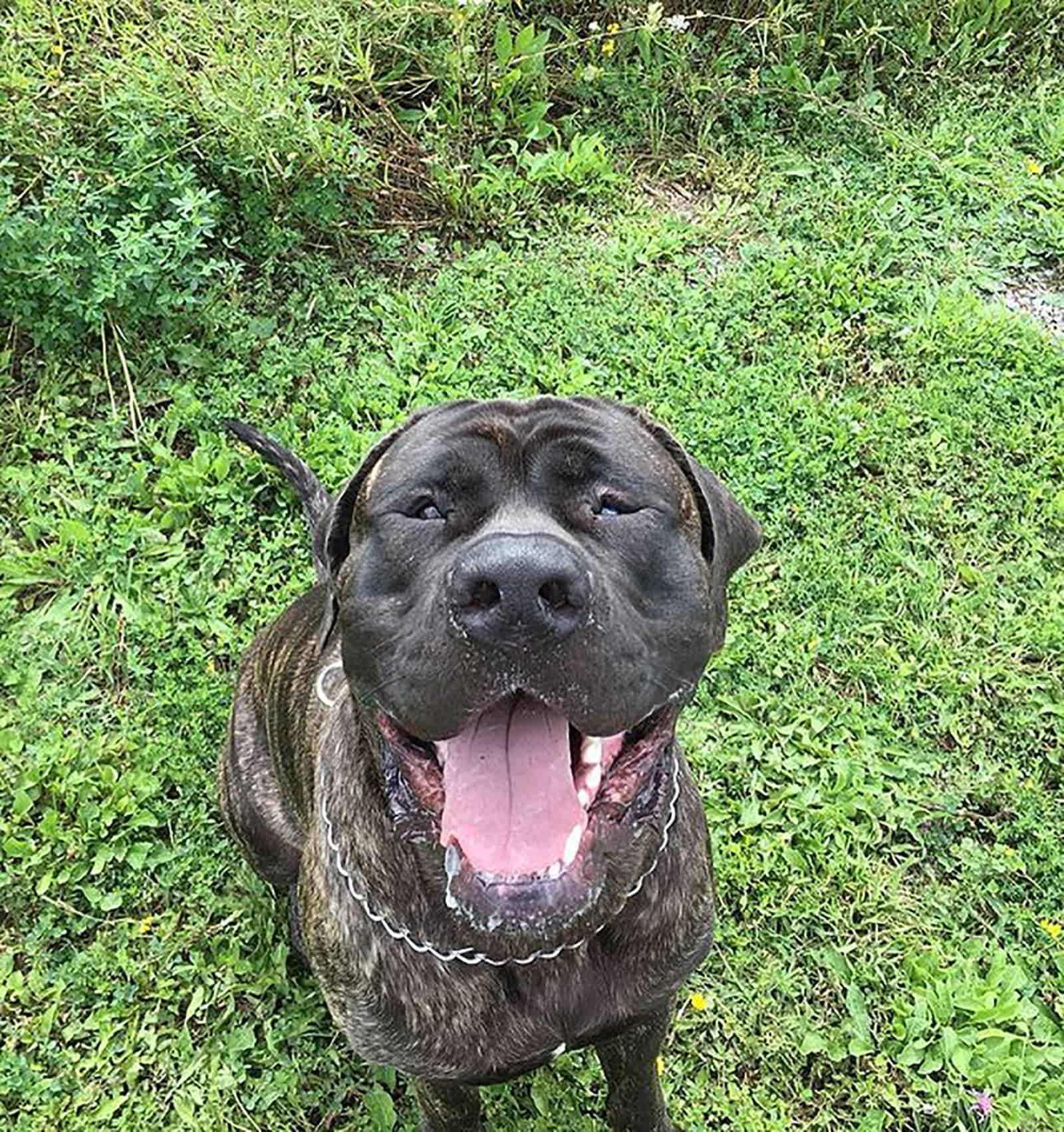 rottweiler mastiff dog sitting on the grass in the yard