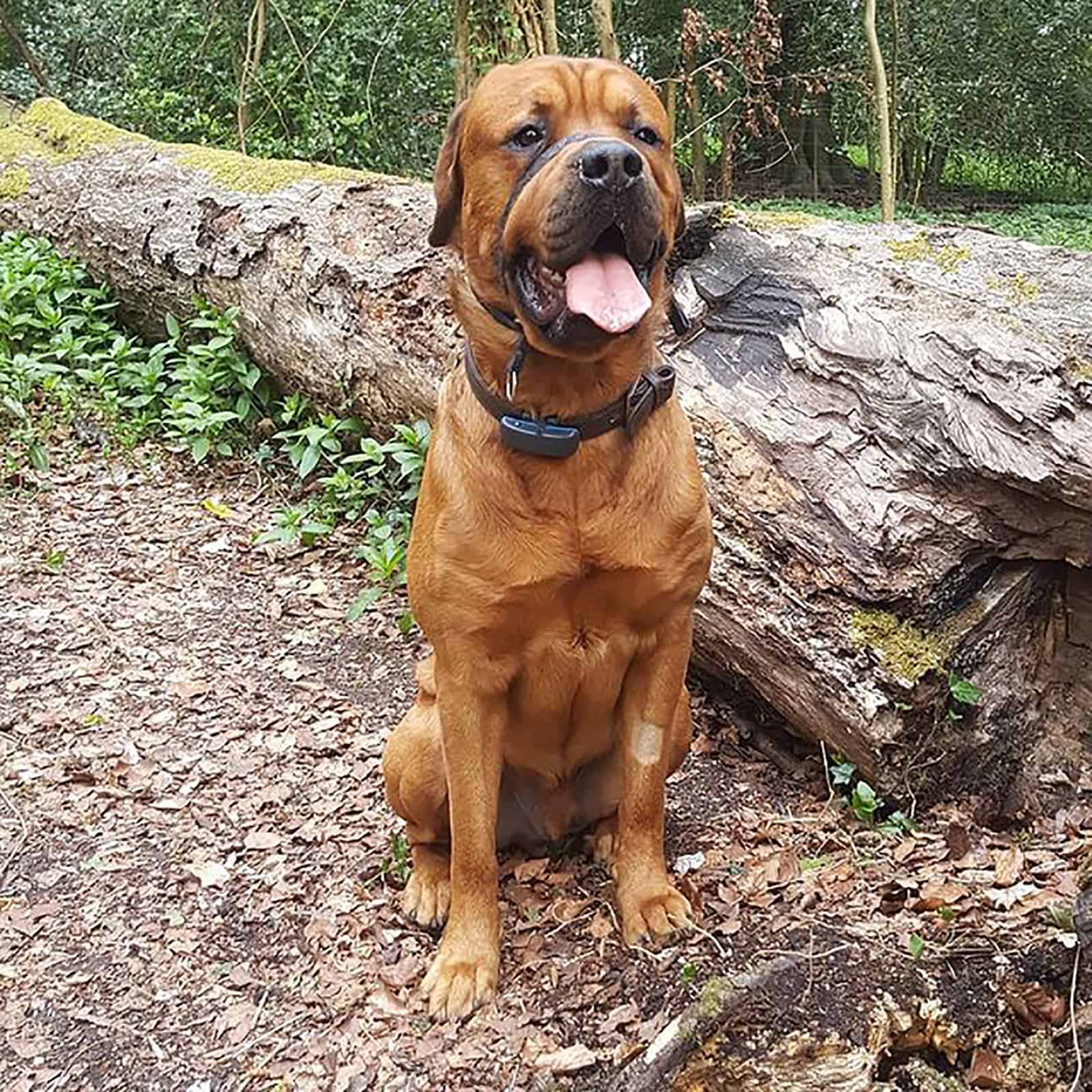 rottweiler mastiff mix in the forest