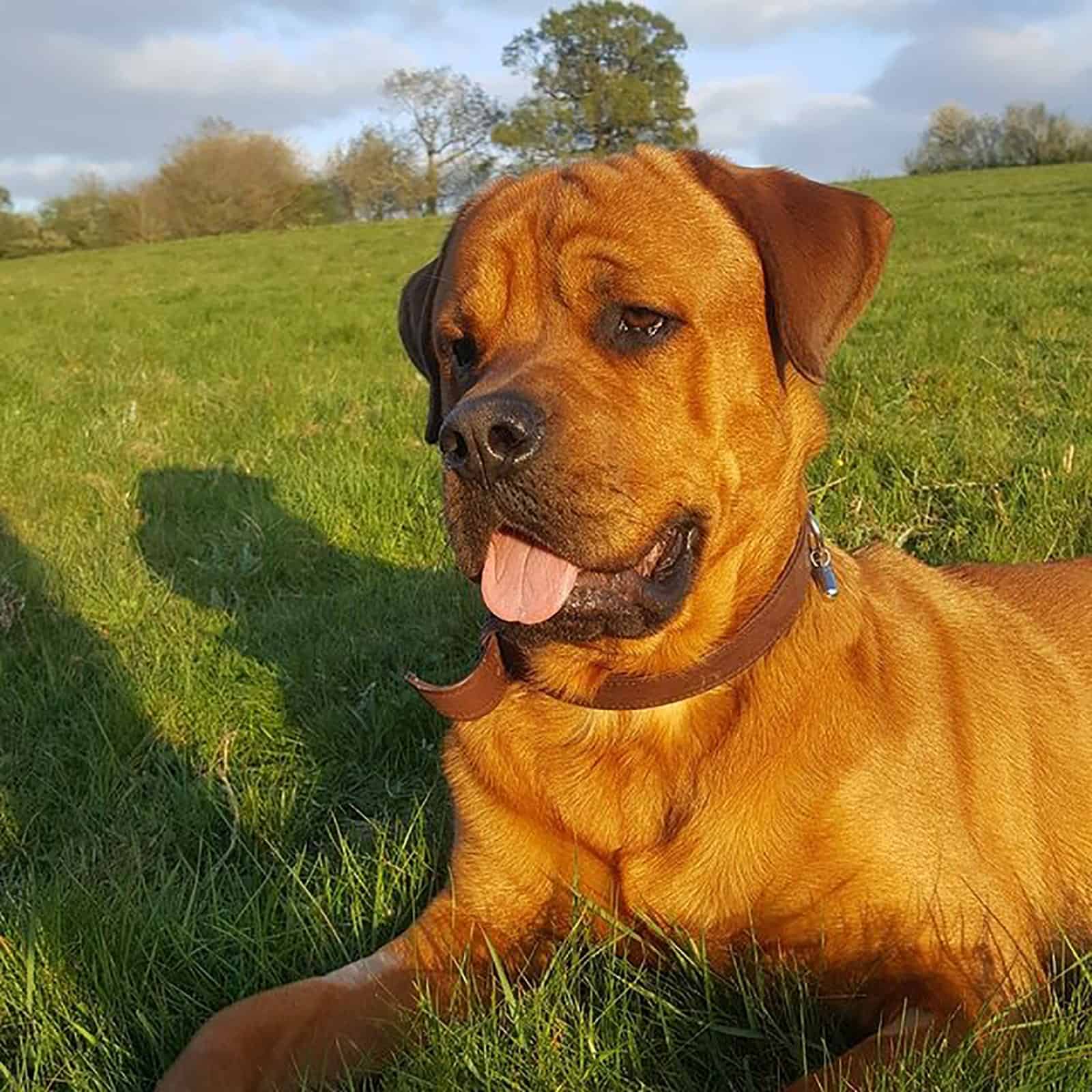 rottweiler mastiff puppy lying in the grass