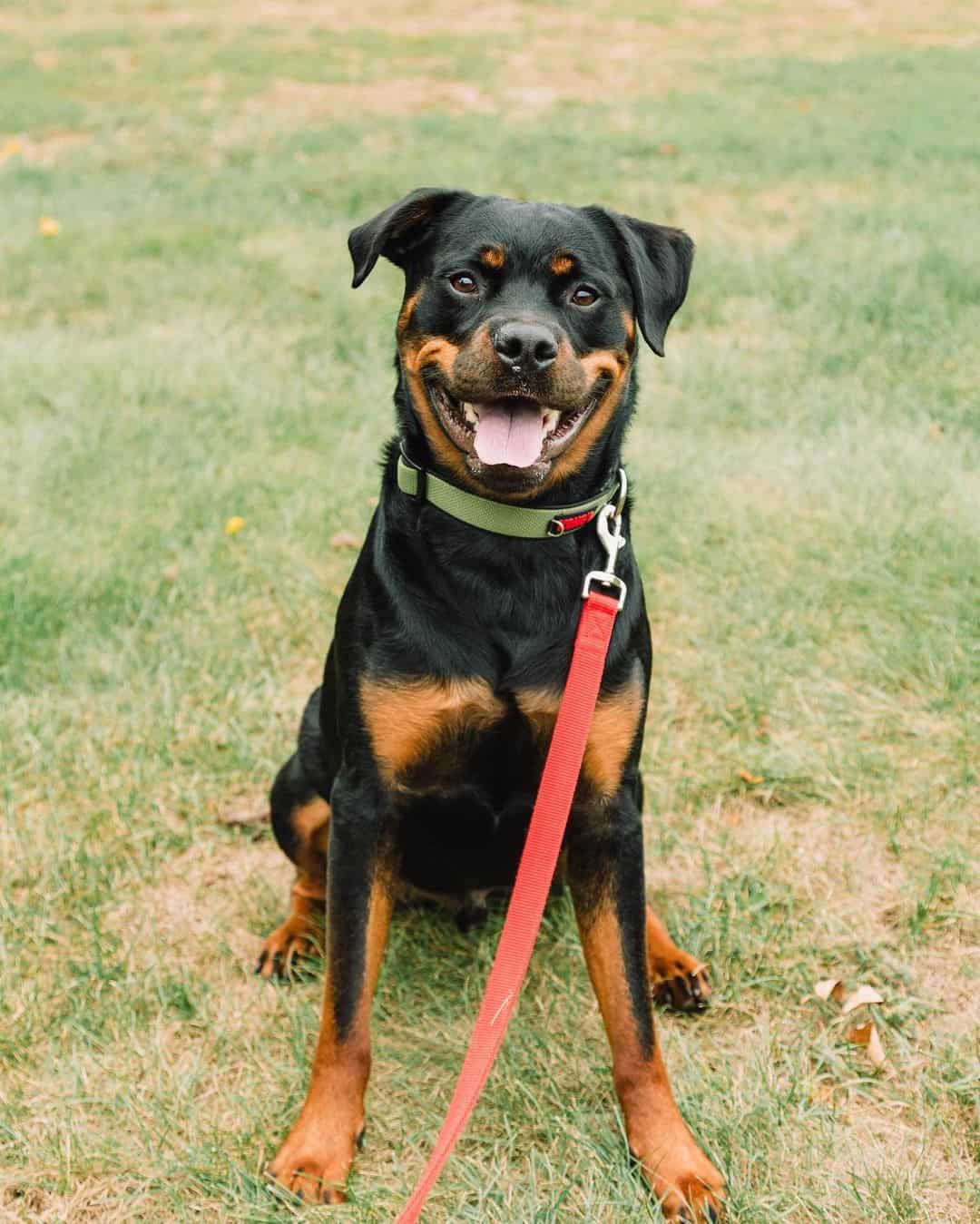 rottweiler on a leash