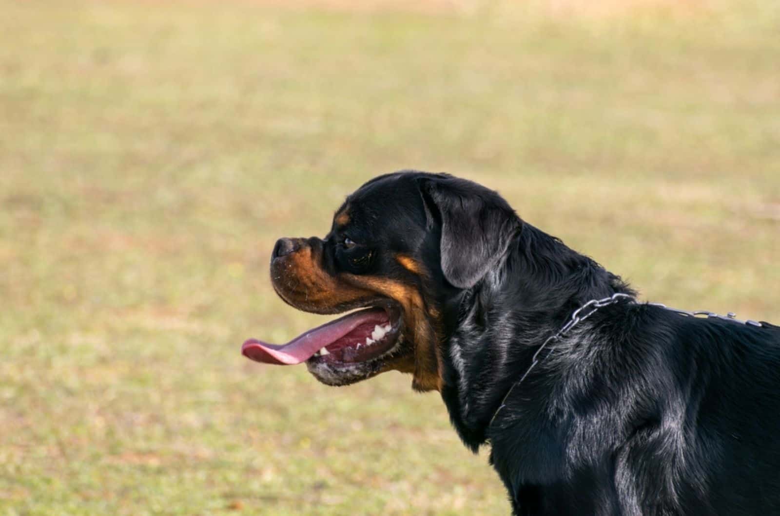 rottweiler panting on the meadow