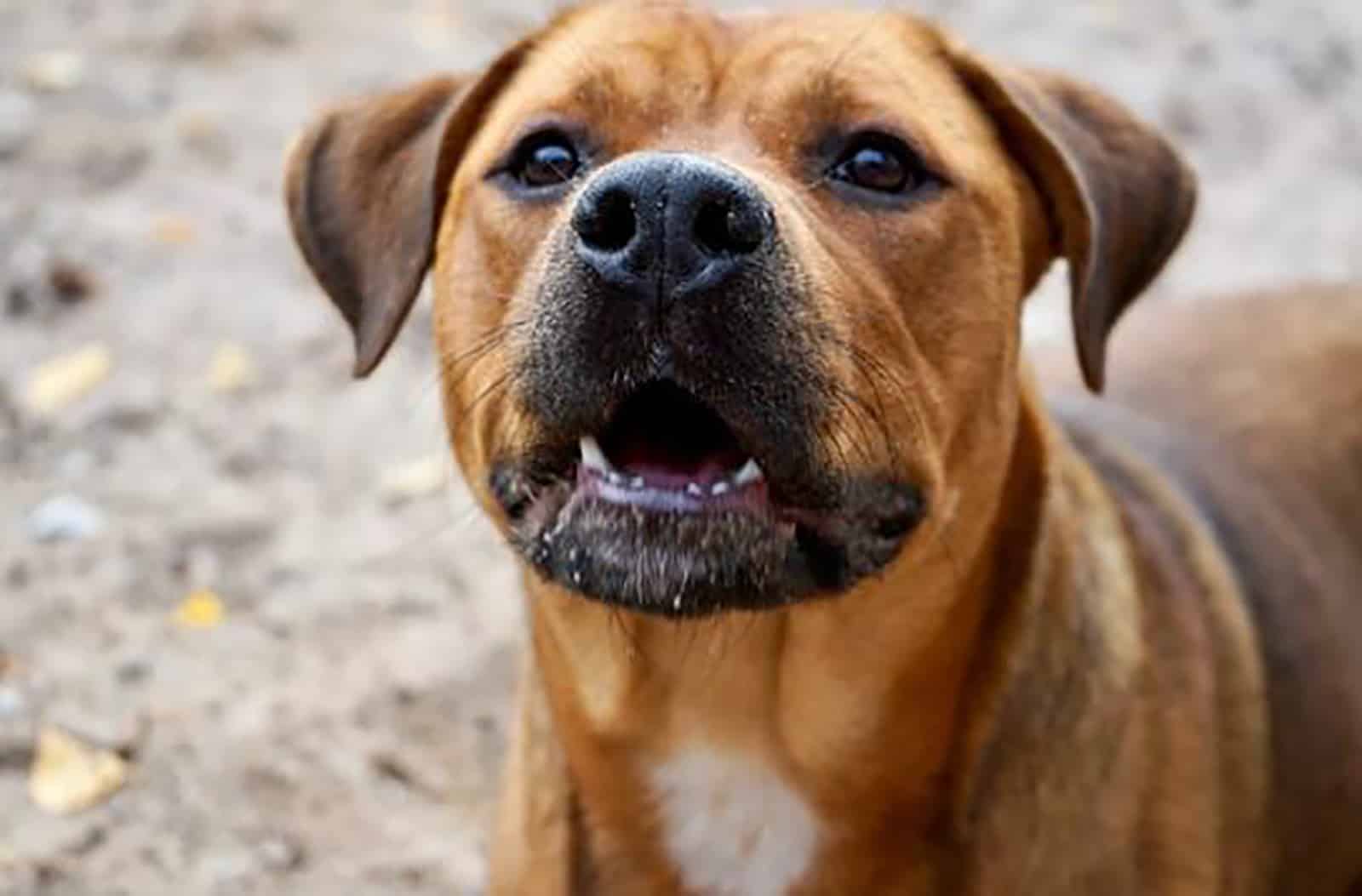 rottweiler pitbull mix dog outdoors