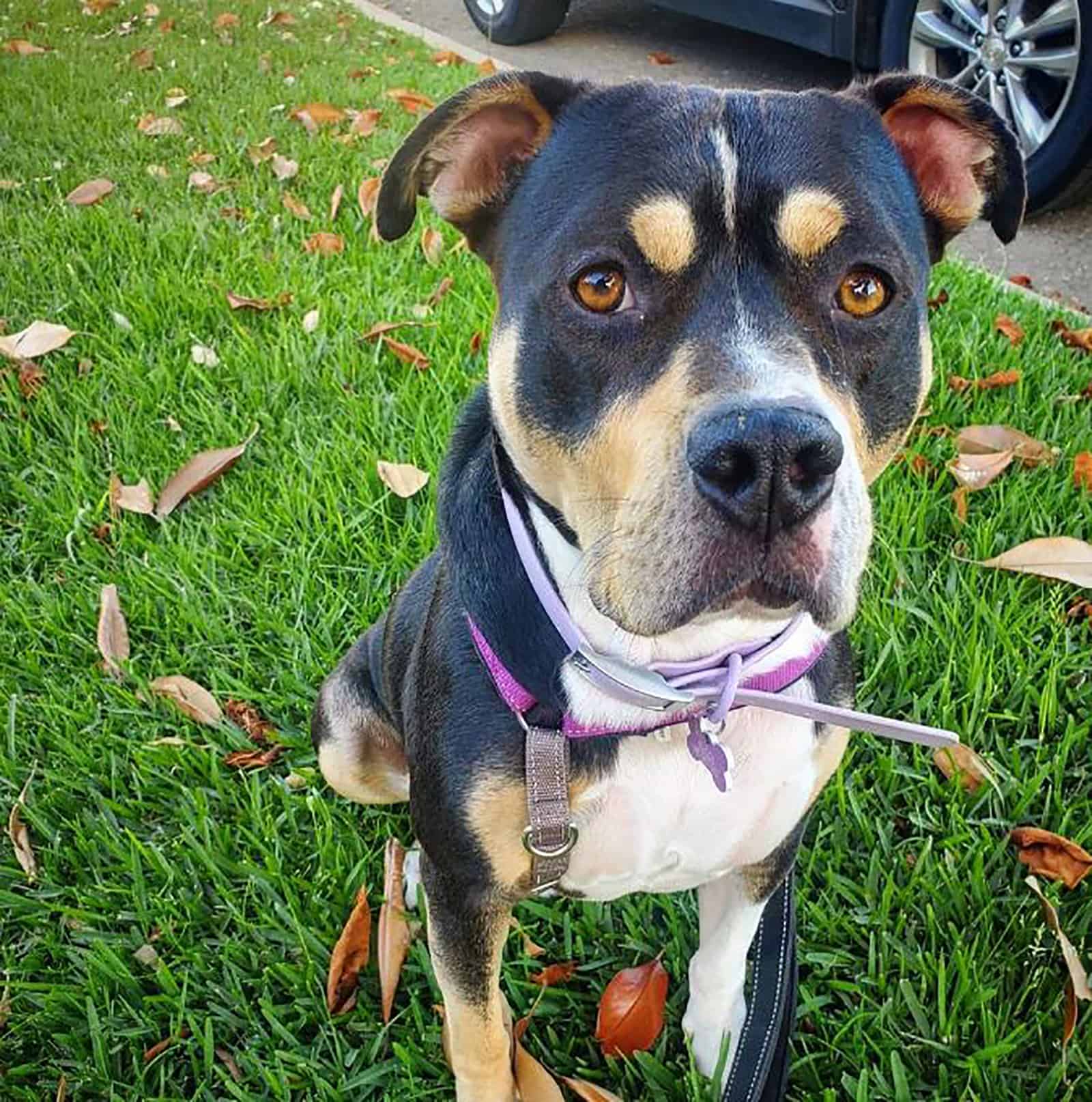 rottweiler pitbull dog sitting in the grass