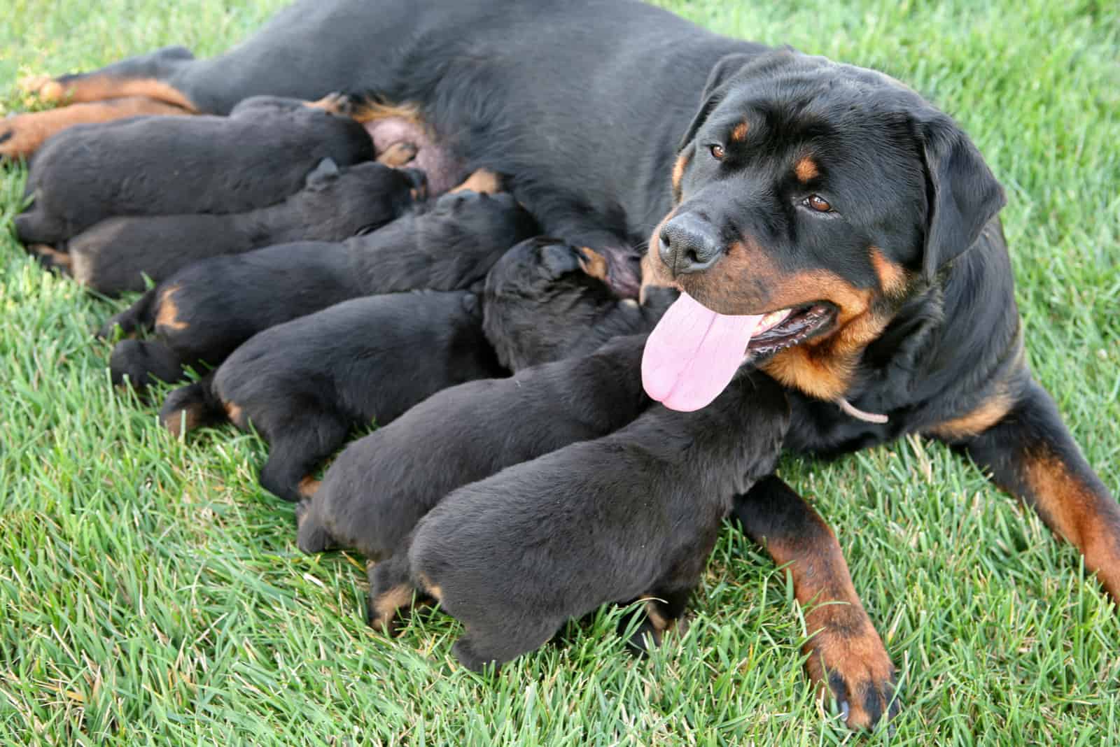 Rottweiler puppies breastfeed their mothers