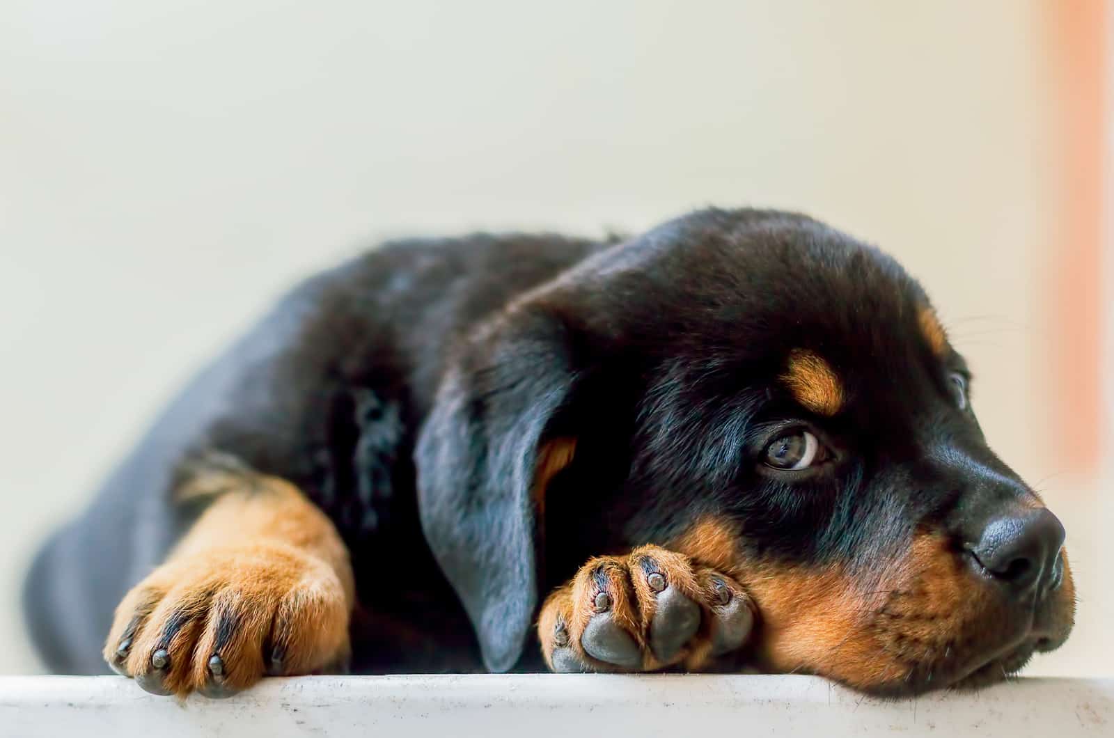 rottweiler puppy