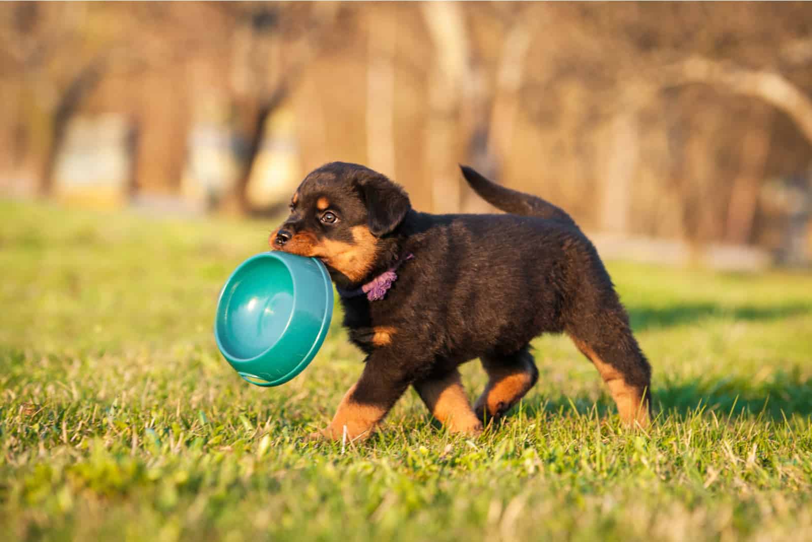 Rottweiler Puppy holding blue bowl