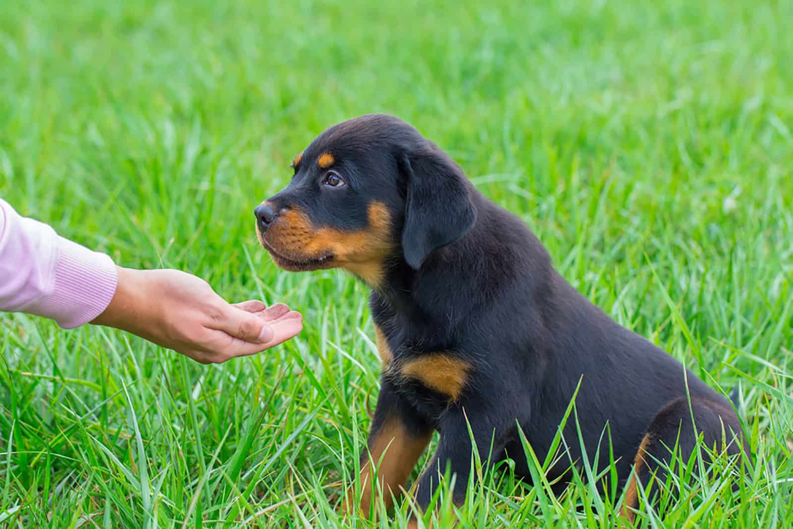 rottweiler puppy in grass gets food on hand