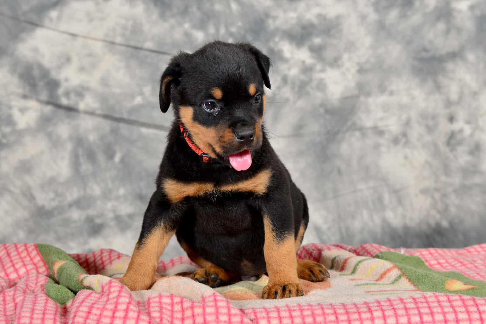 Rottweiler puppy sitting