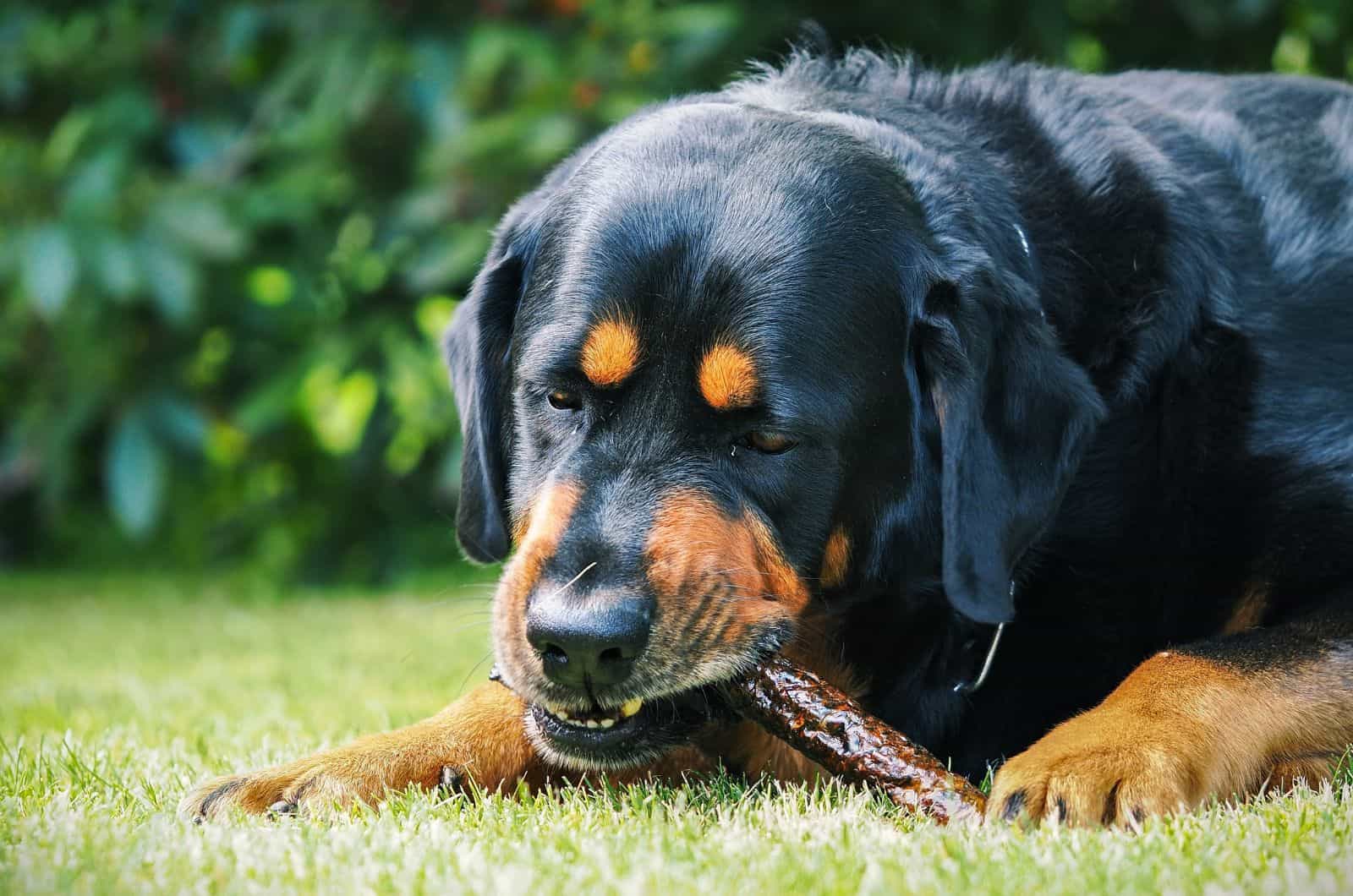 Rottweiler Raw Diet: Going Full Primal