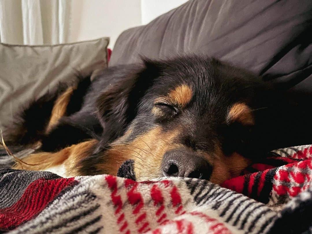 rottweiler resting