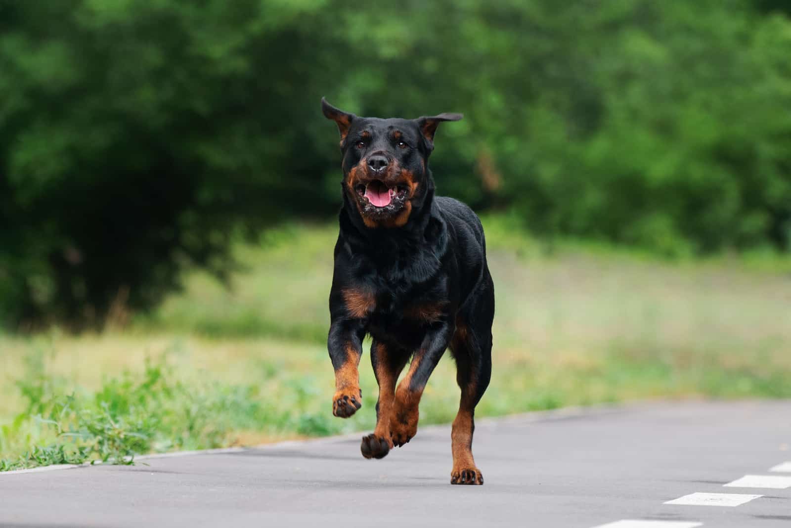 Rottweiler running outside