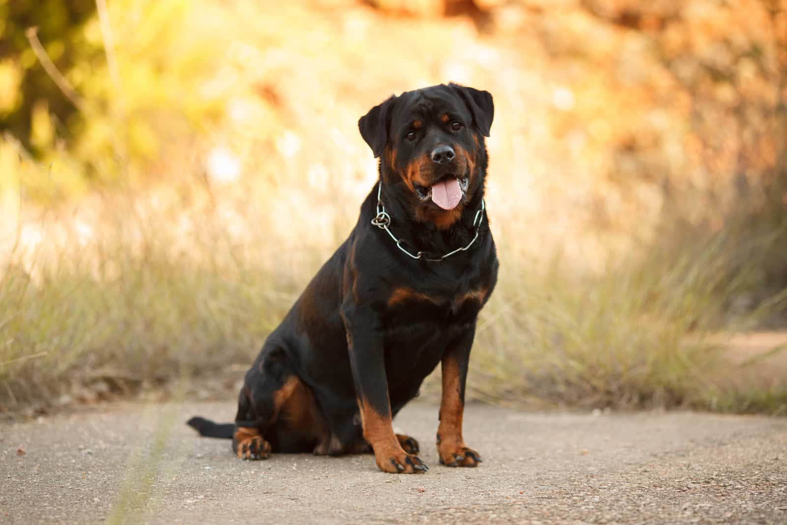 Rottweiler sitting on ground