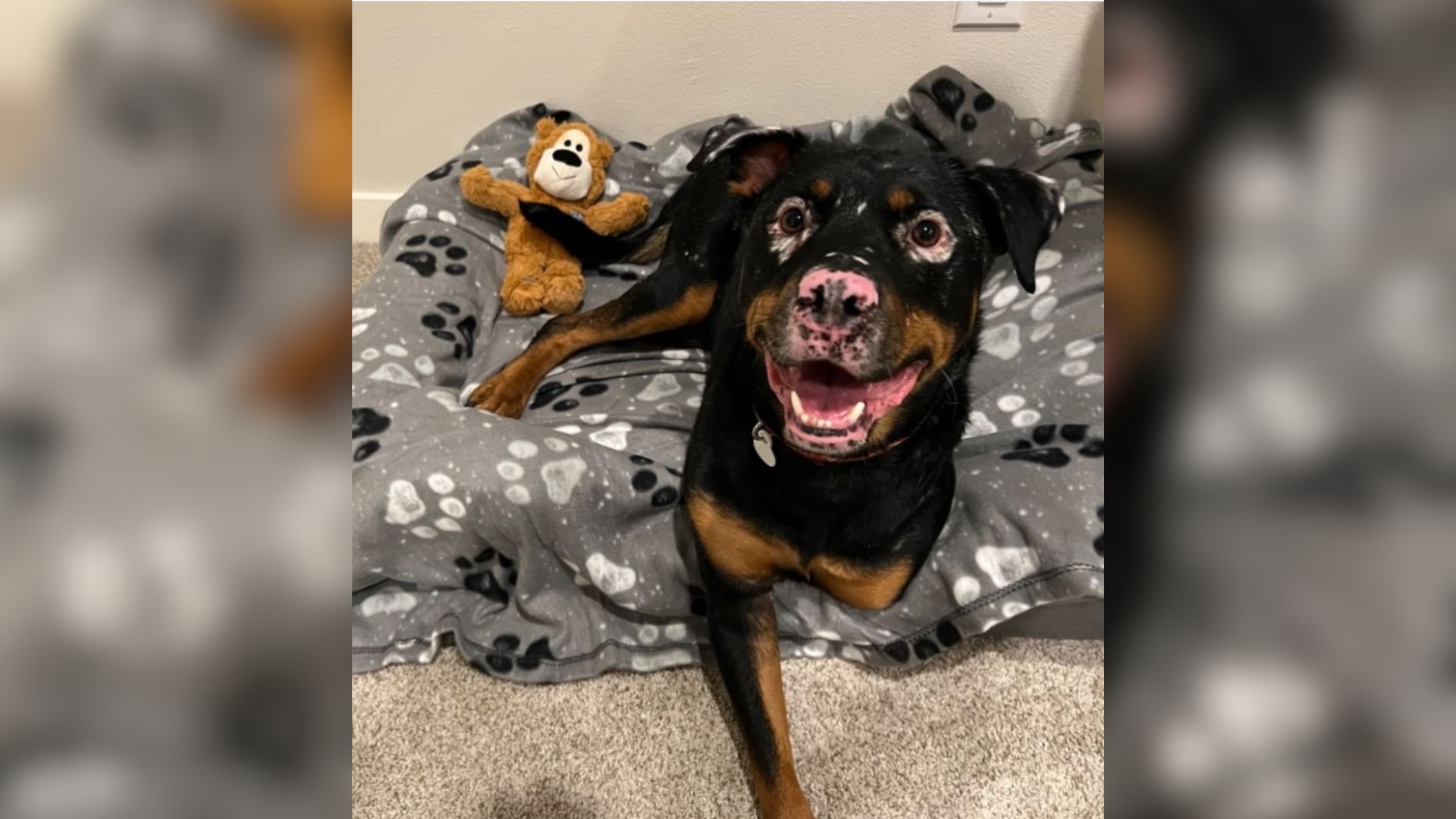 Rottweiler With An Incredibly Rare Condition Saved From A Ditch Finds A Loving Home