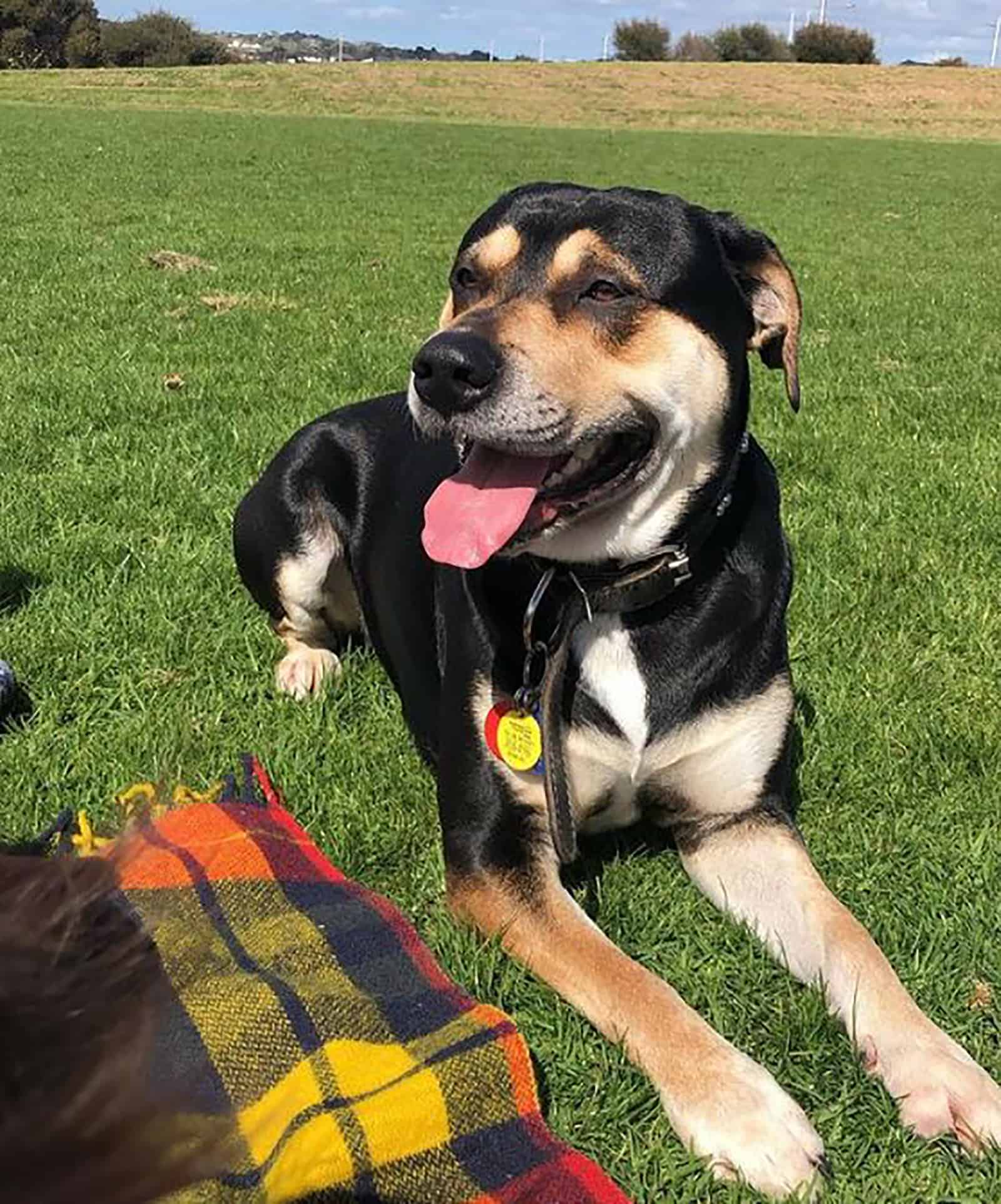 rotweiler pitbull lying down in the park