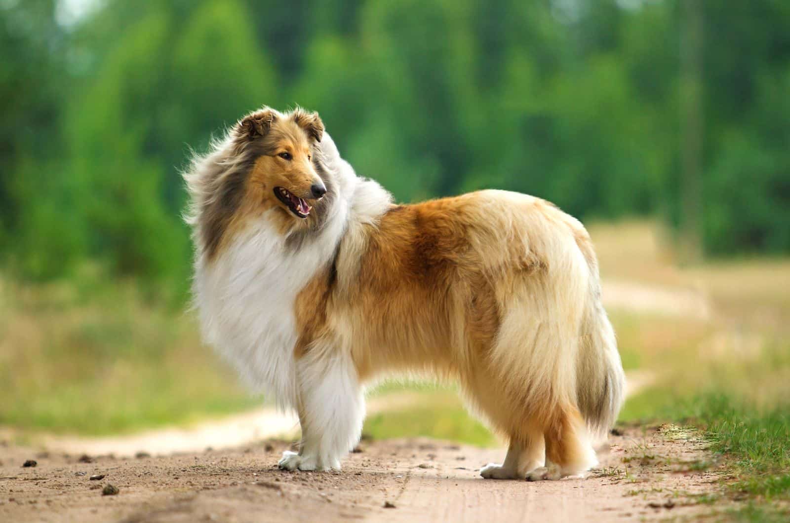 Rough Collie Growth Chart: How Big Does Lassie Get?