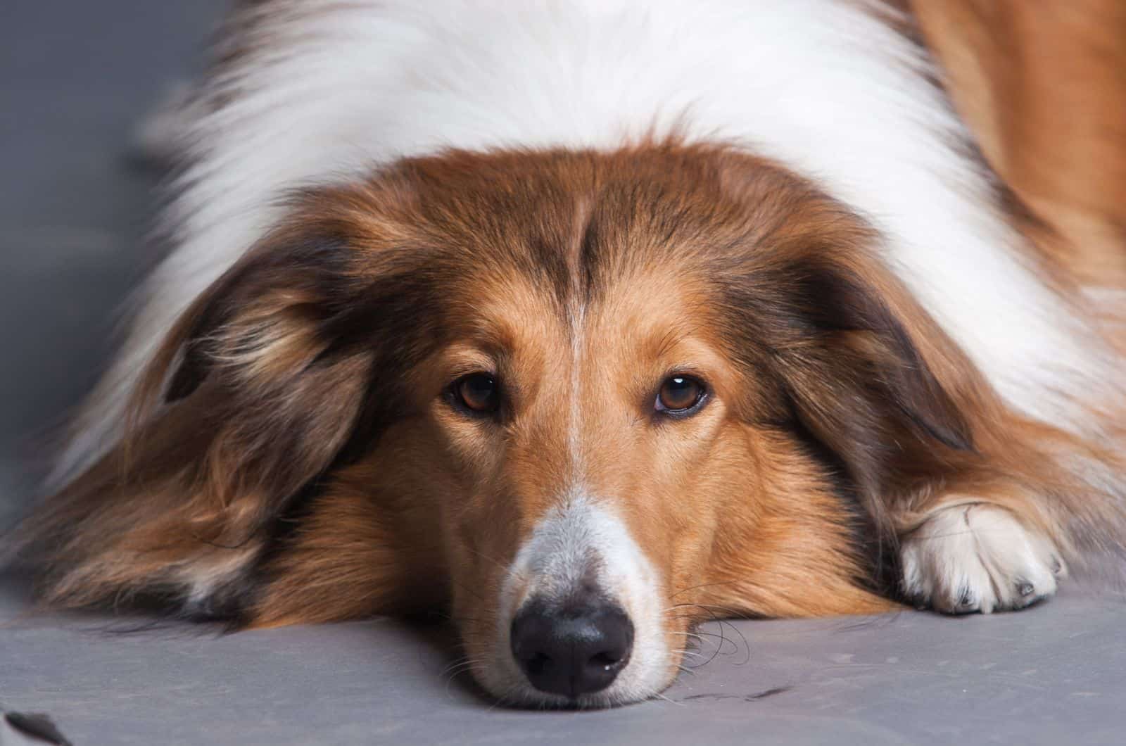 Rough Collie lying on floor