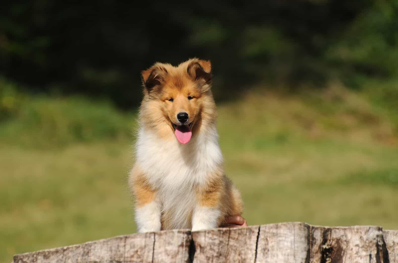 Rough Collie puppy