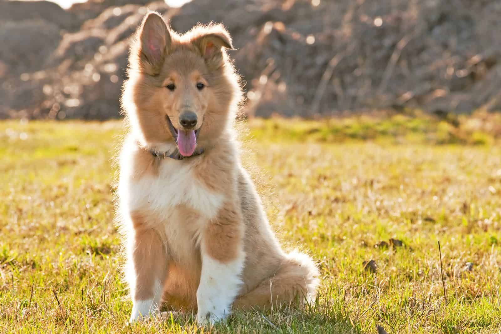 rough collie puppy sitting on the grass