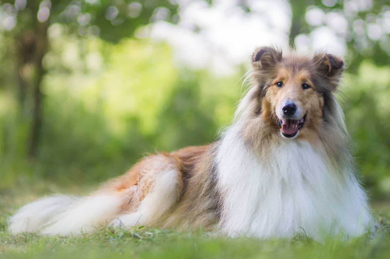 Rough Collie sitting on grass